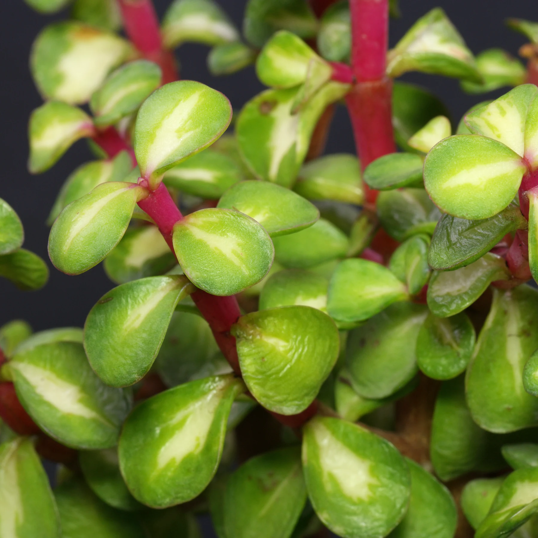 Portulacaria afra Mediopicta