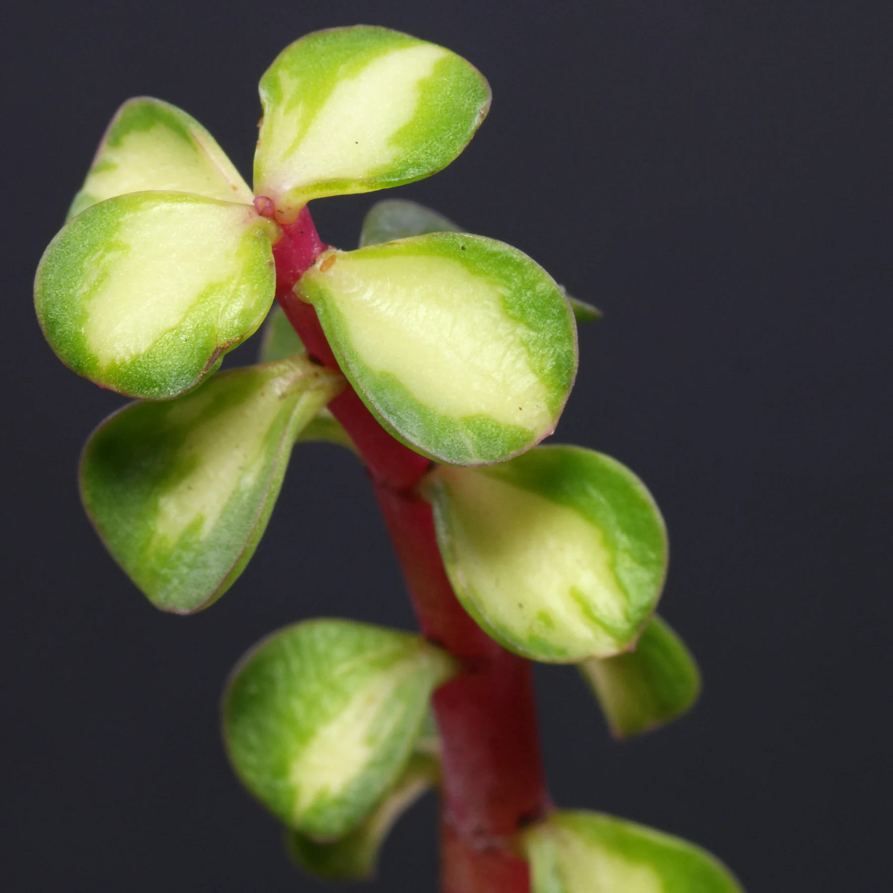 Portulacaria afra Mediopicta