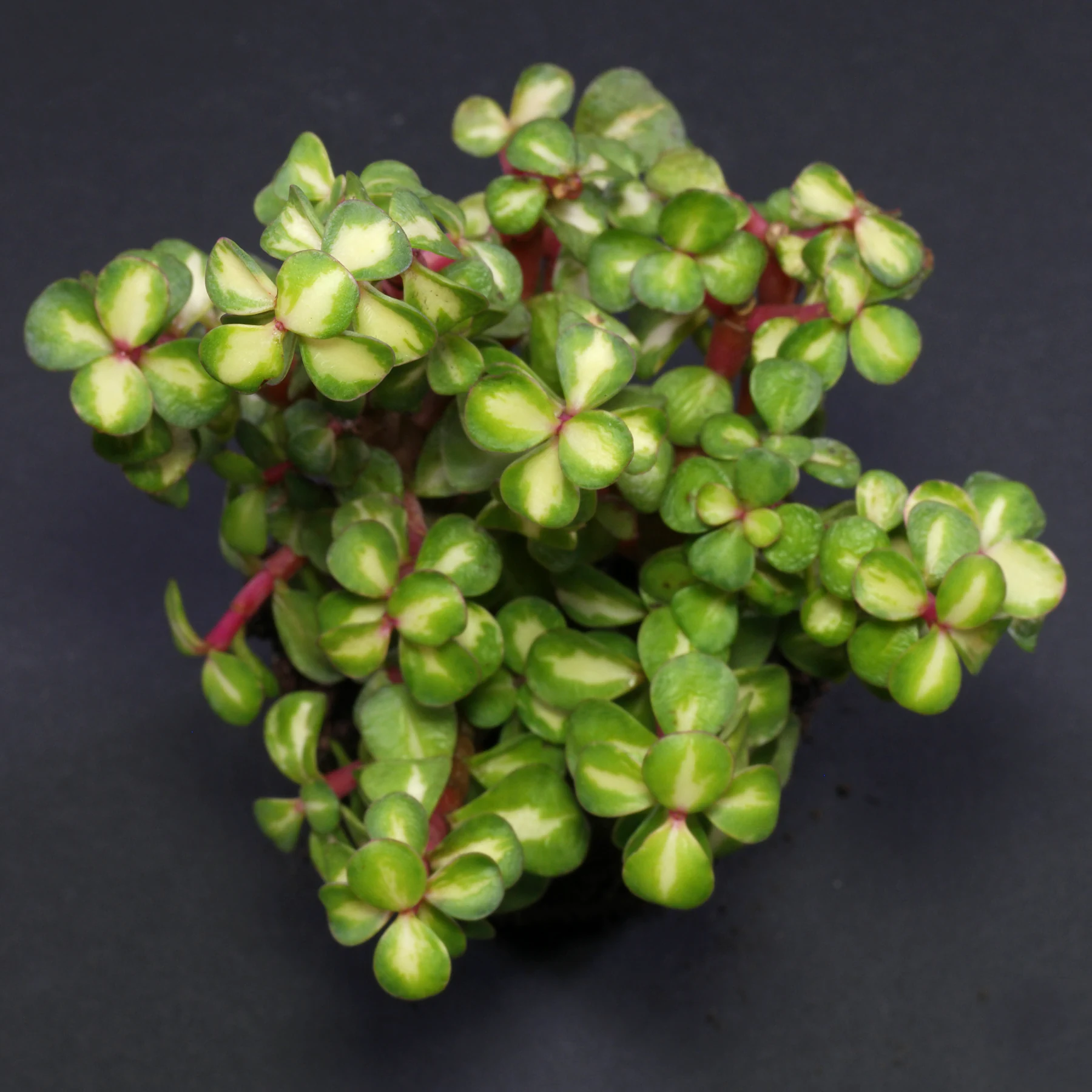 Portulacaria afra Mediopicta