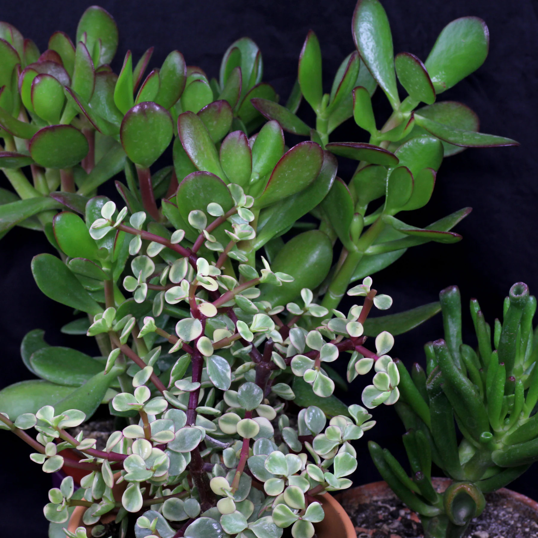 Portulacaria afra Variegata Crassula ovata