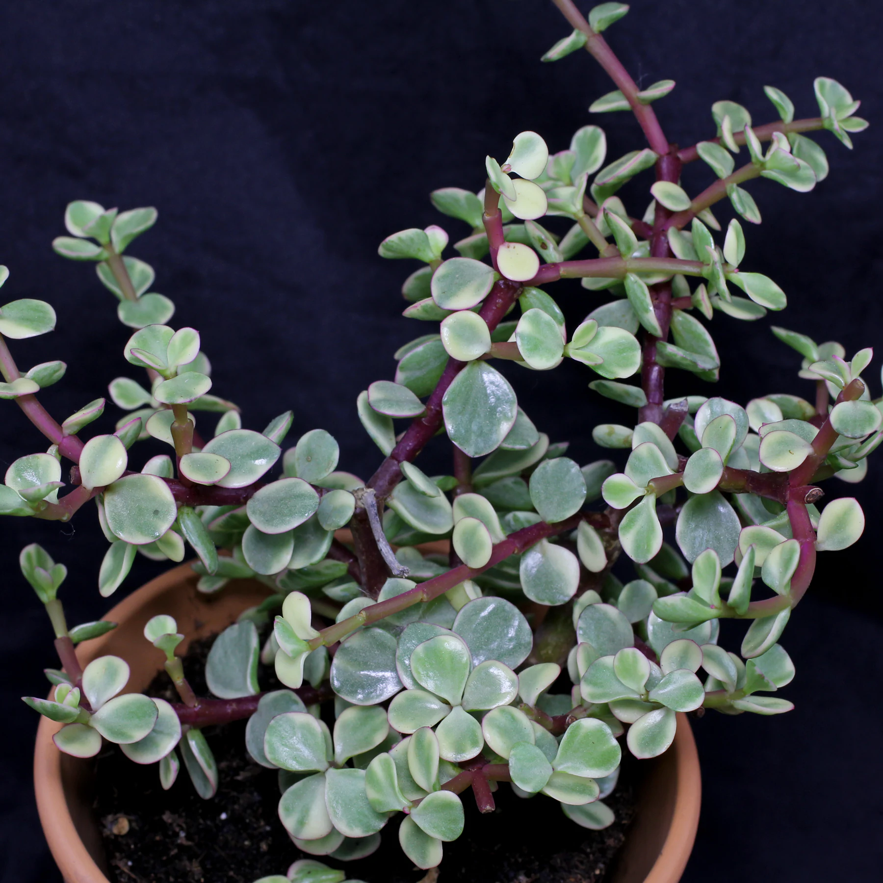 Portulacaria afra Variegata