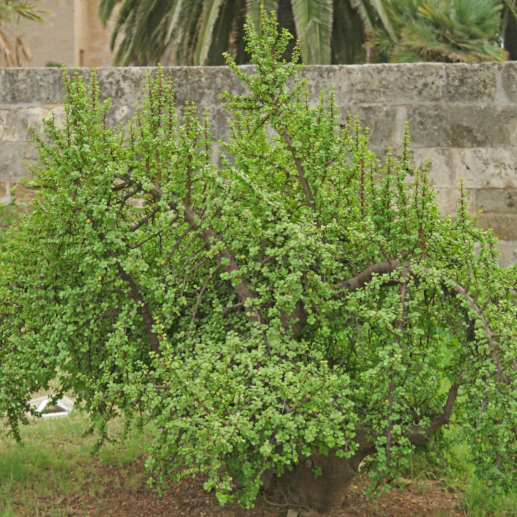 Portulacaria afra