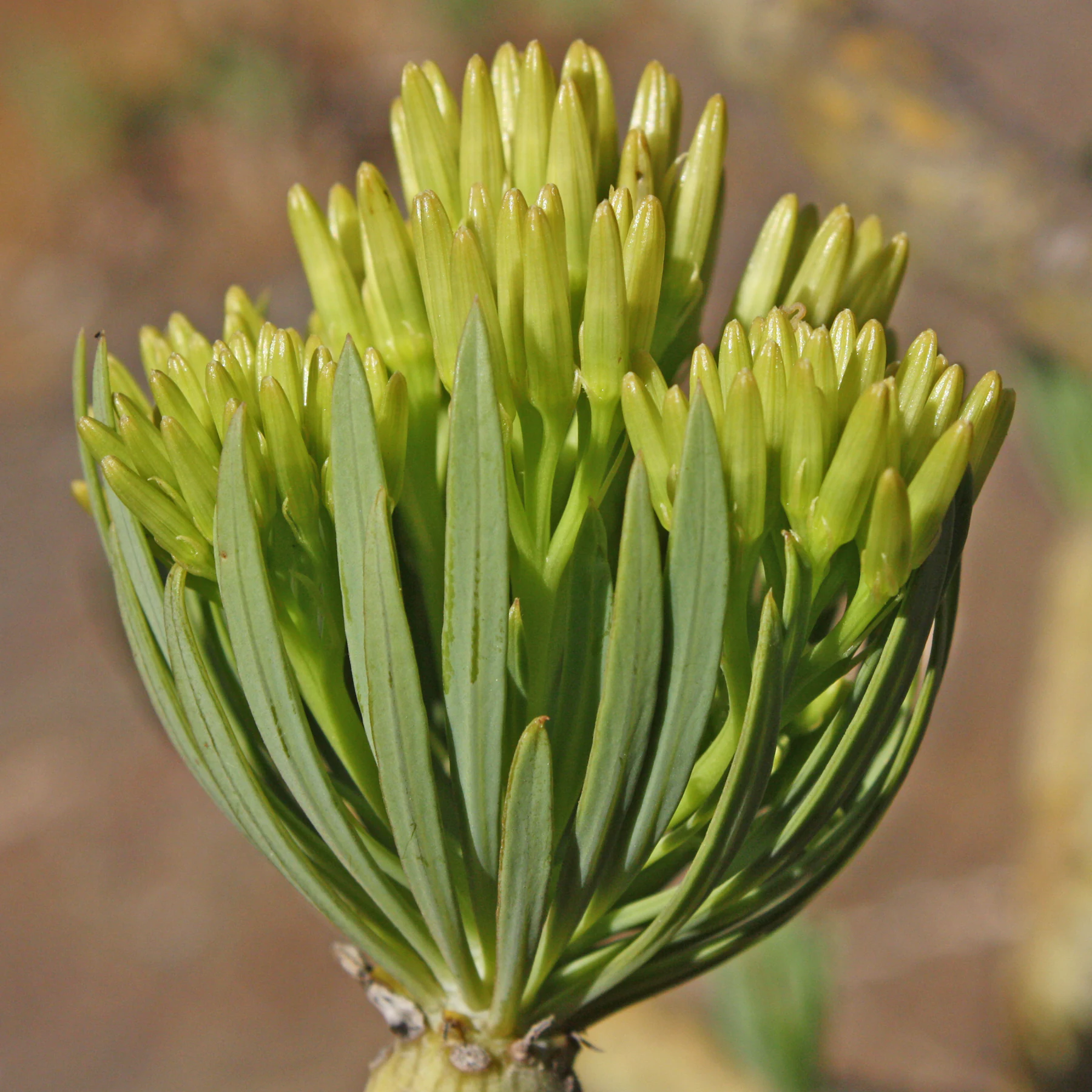 The flower buds of Kleinia neriifolia