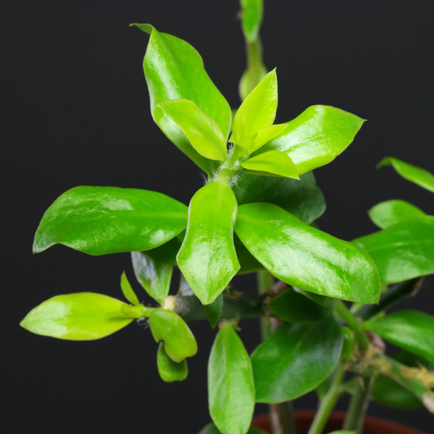 Pereskia weberiana