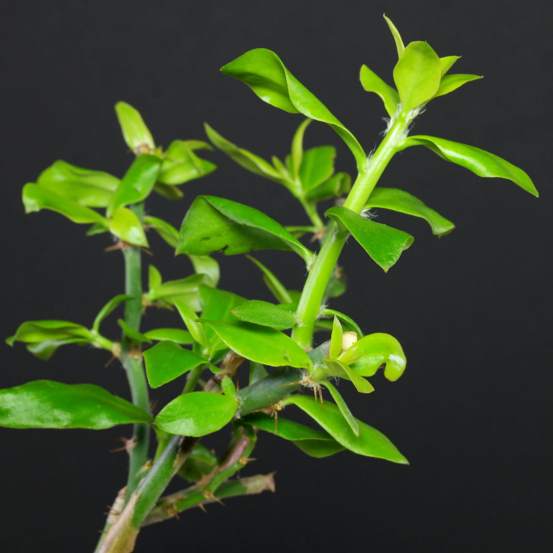 Pereskia weberiana