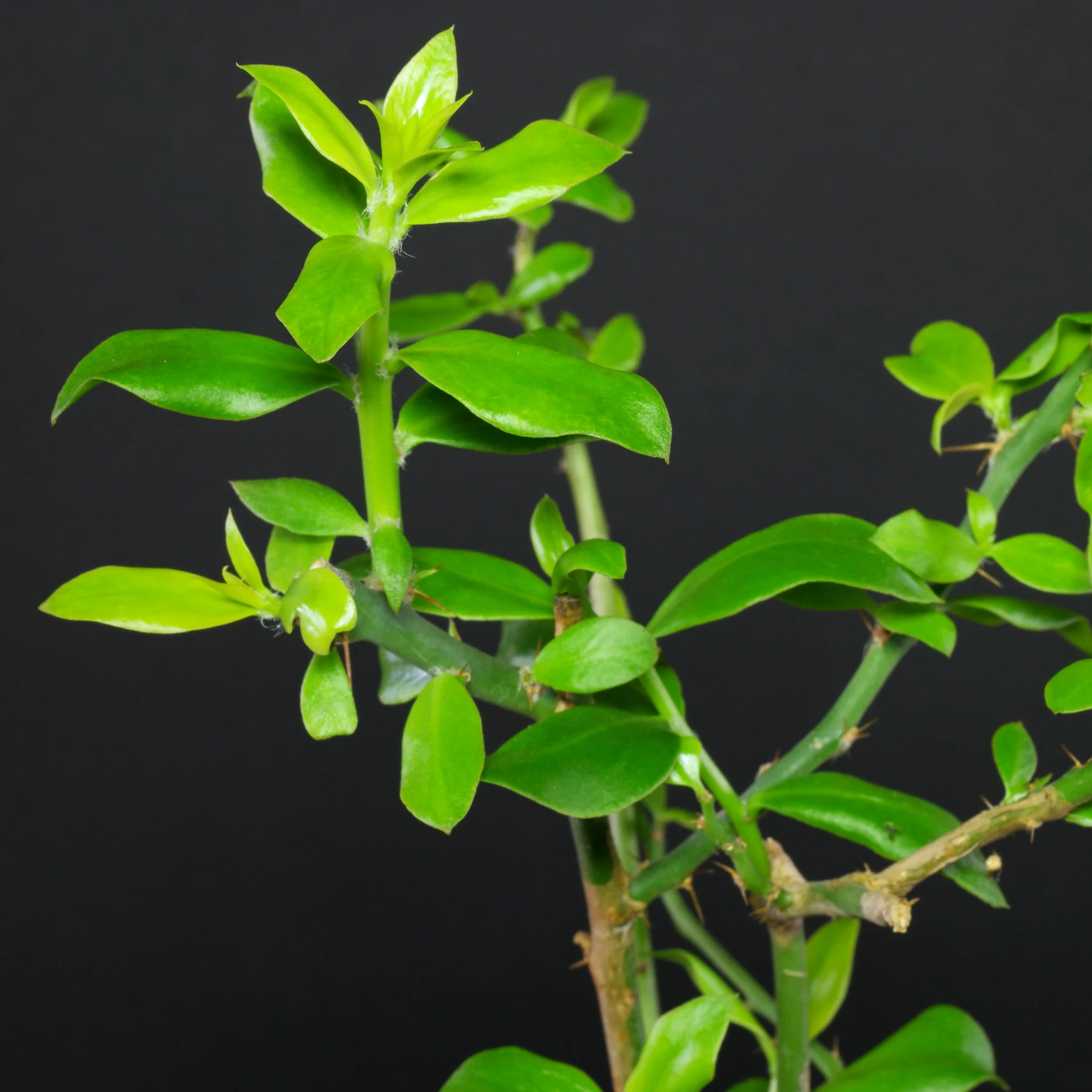 Pereskia weberiana