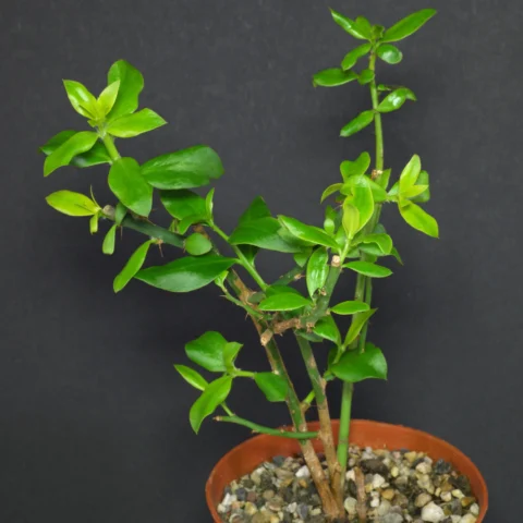 Pereskia weberiana