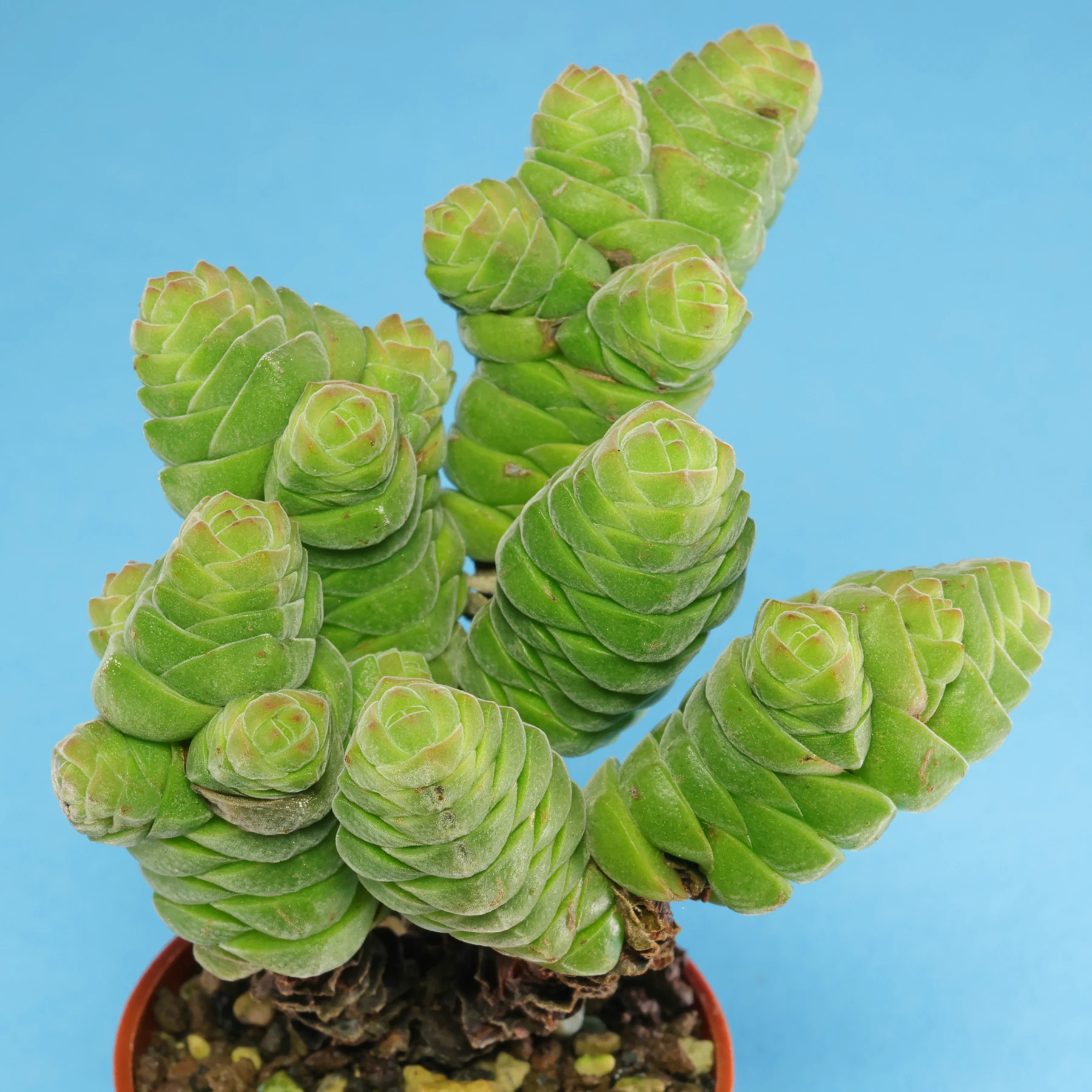 Crassula columella