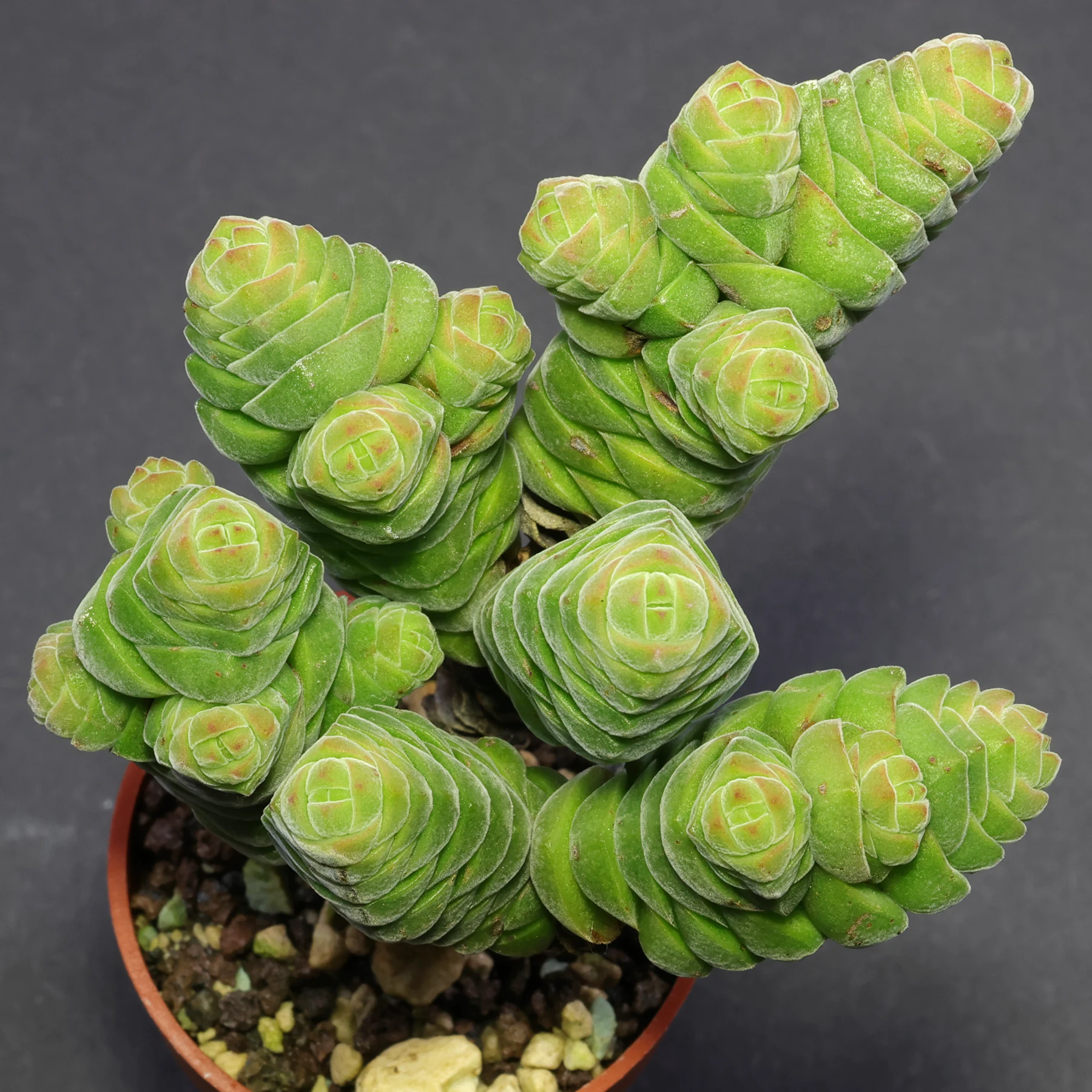 Crassula columella