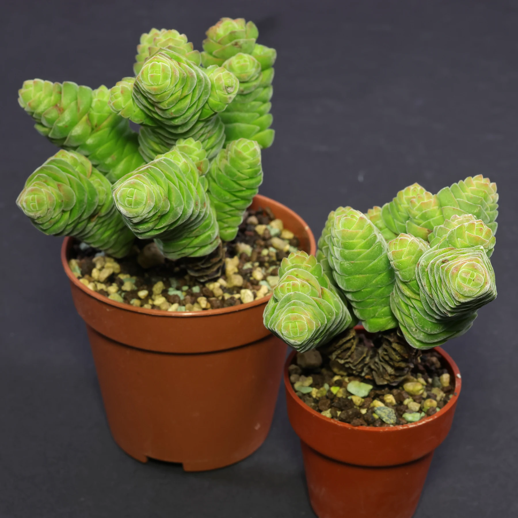 Crassula columella