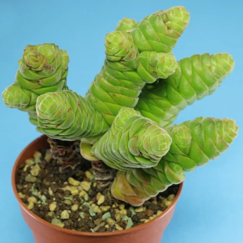 Crassula columella