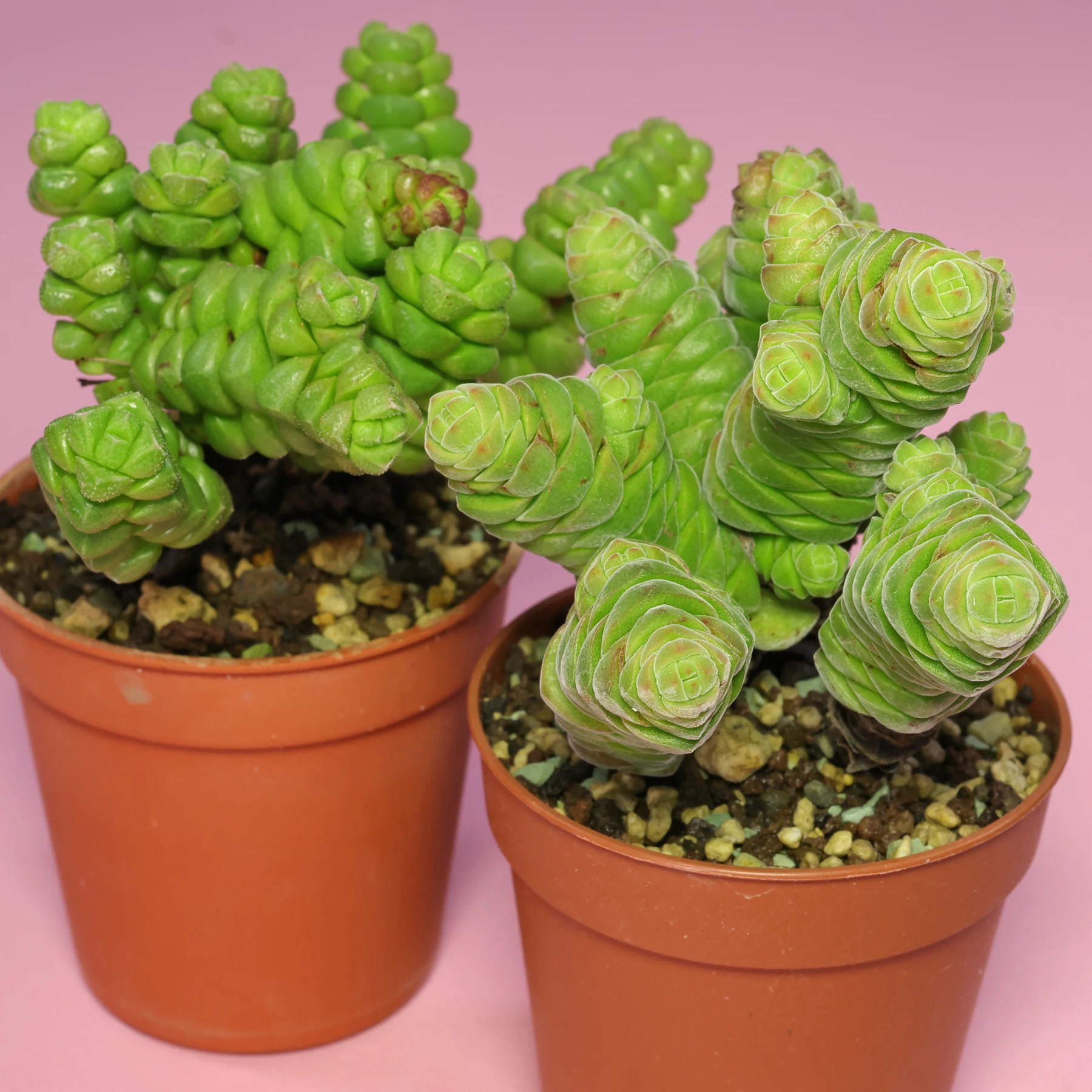 Crassula columella & Crassula × marchandii