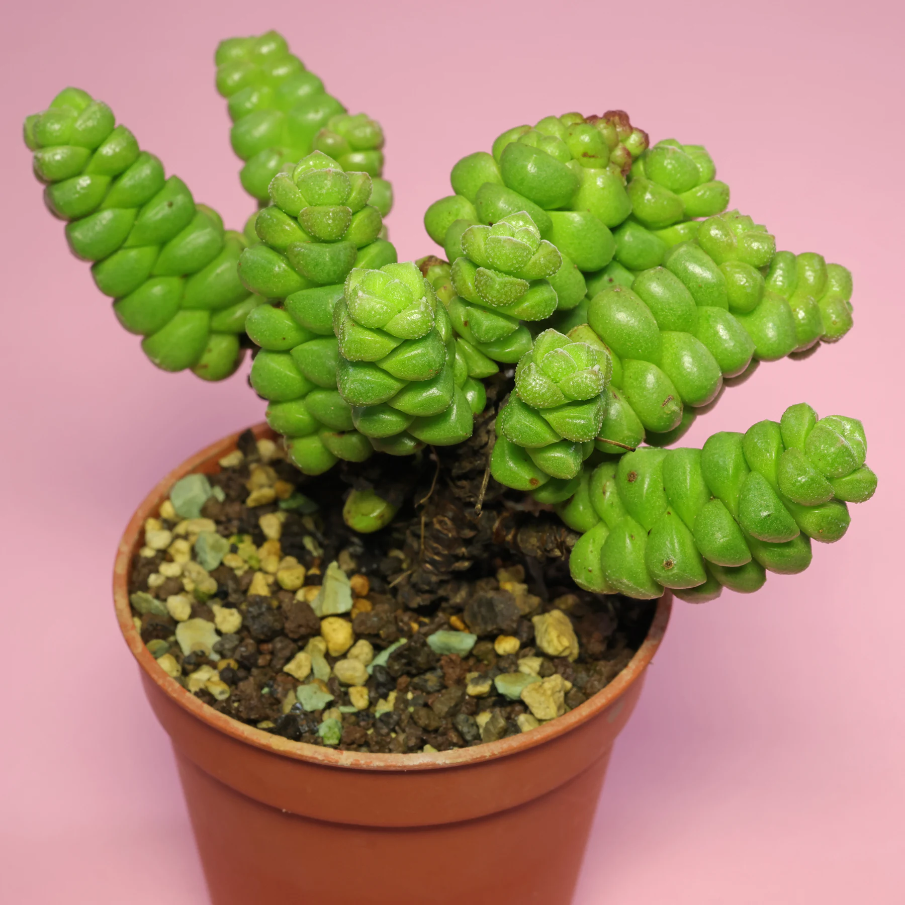 Crassula × marchandii