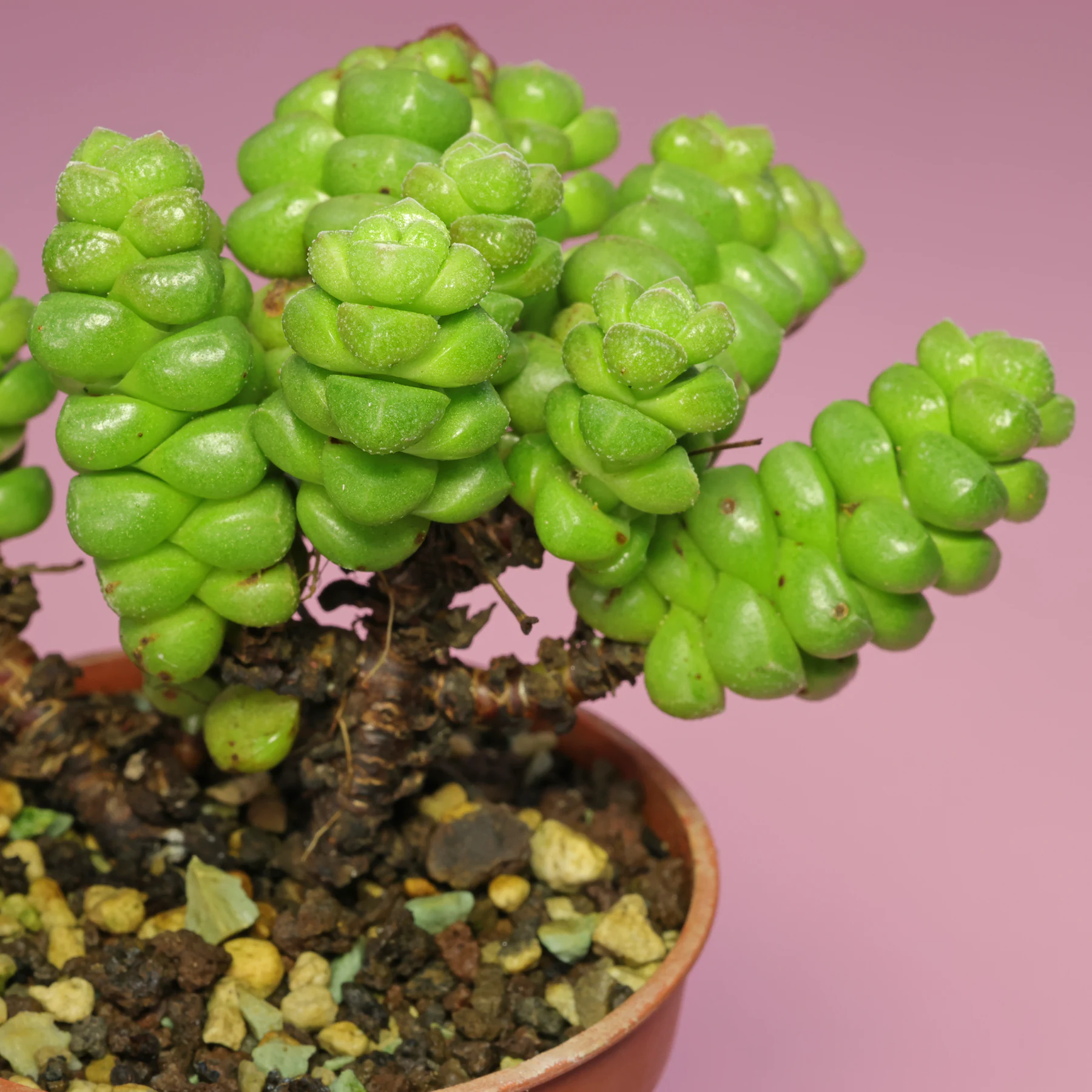 Crassula × marchandii