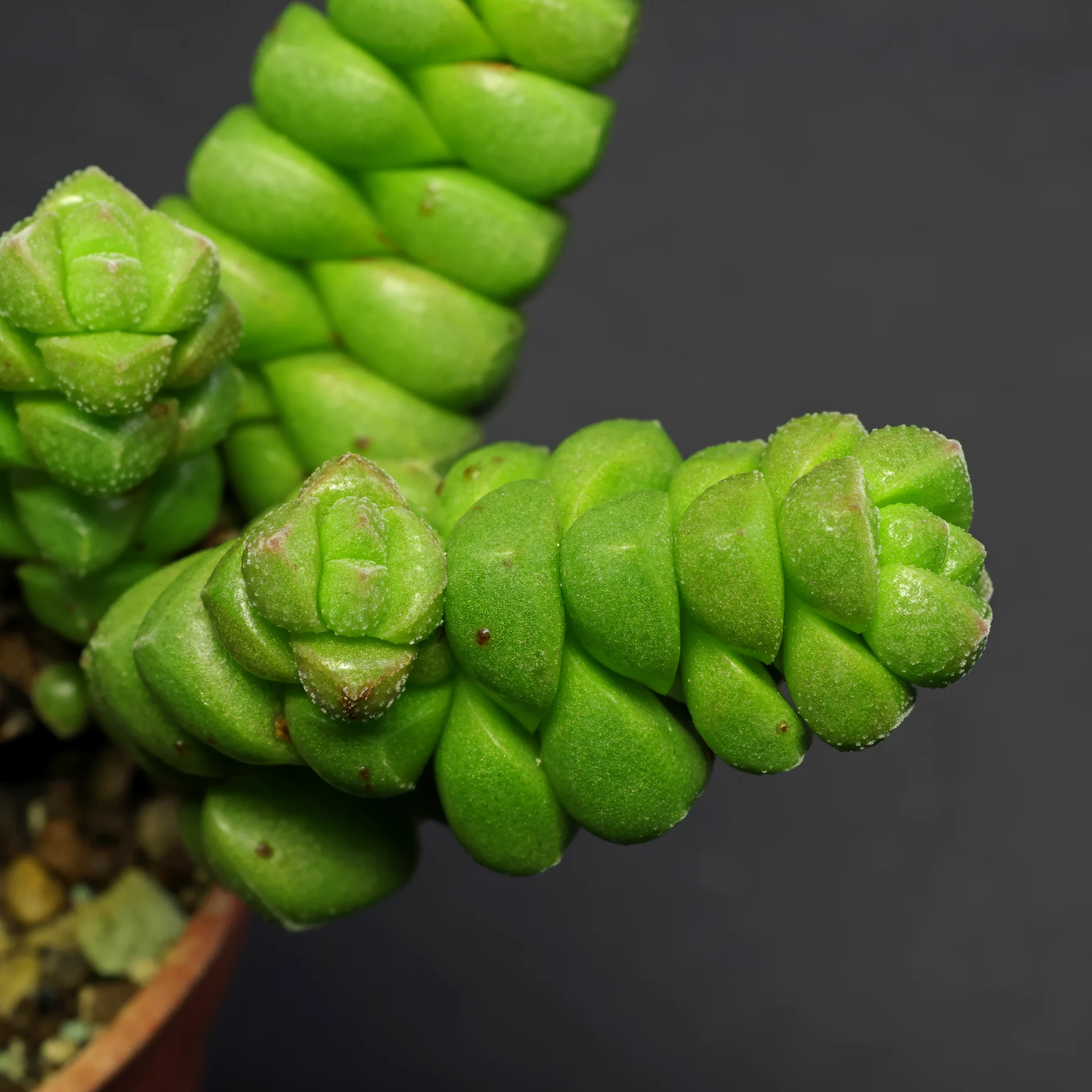 Crassula × marchandii