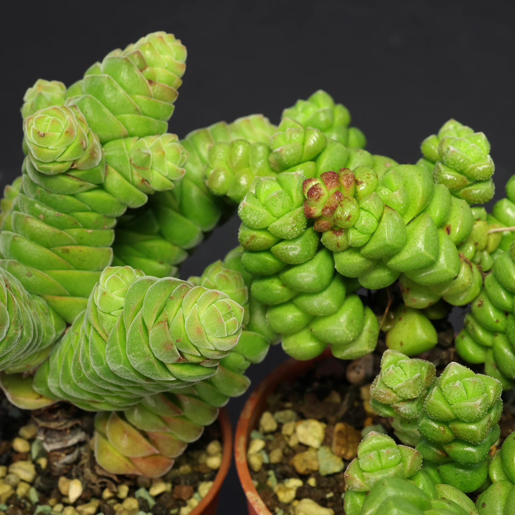 Crassula × marchandii & Crassula columella