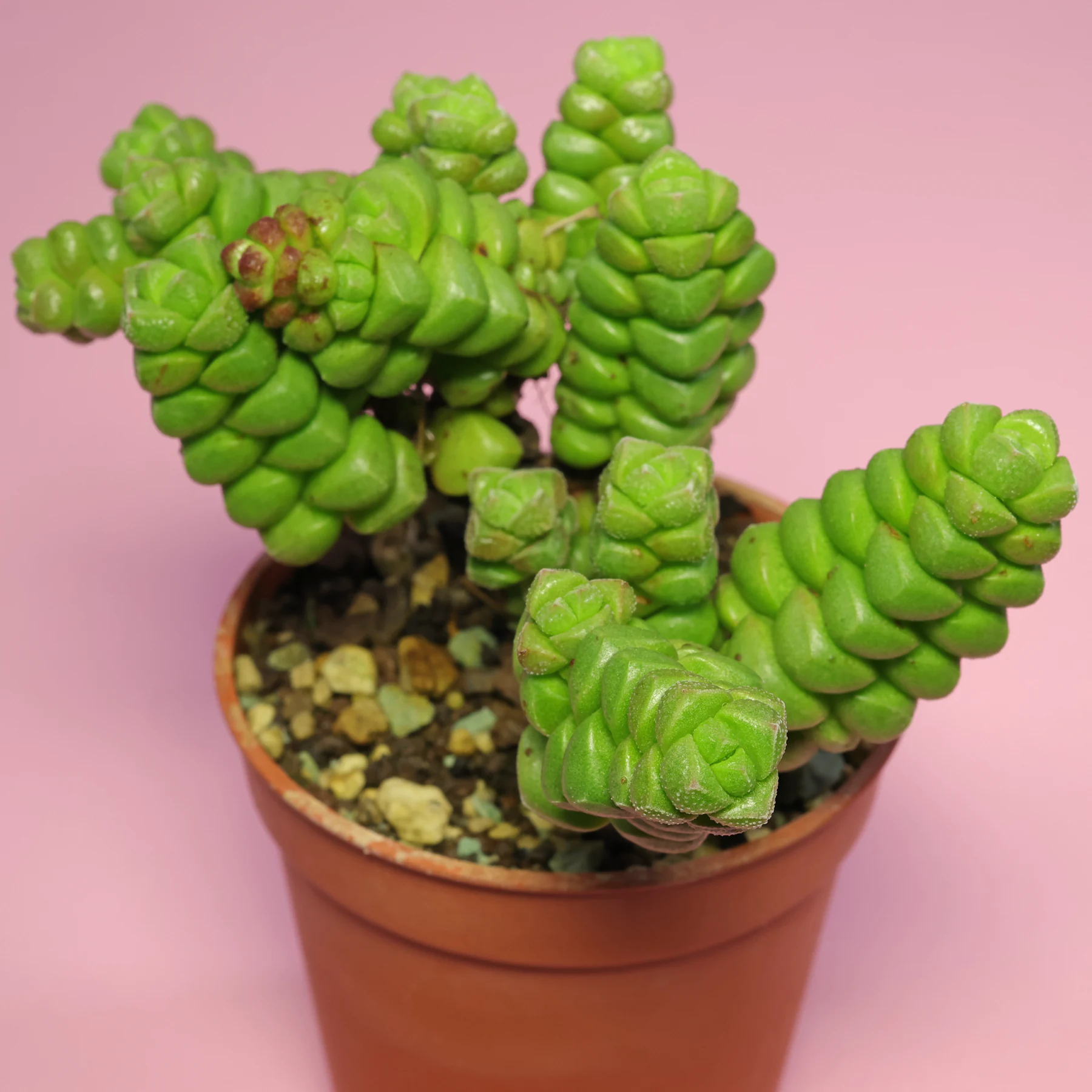 Crassula × marchandii