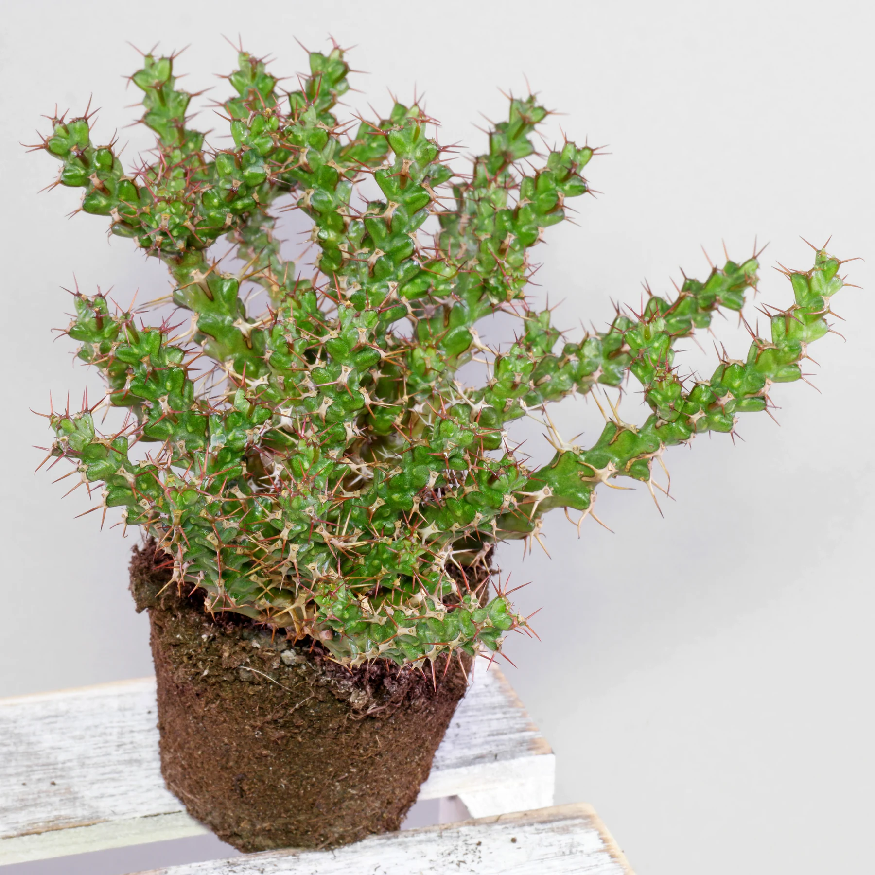 Euphorbia lenewtonii