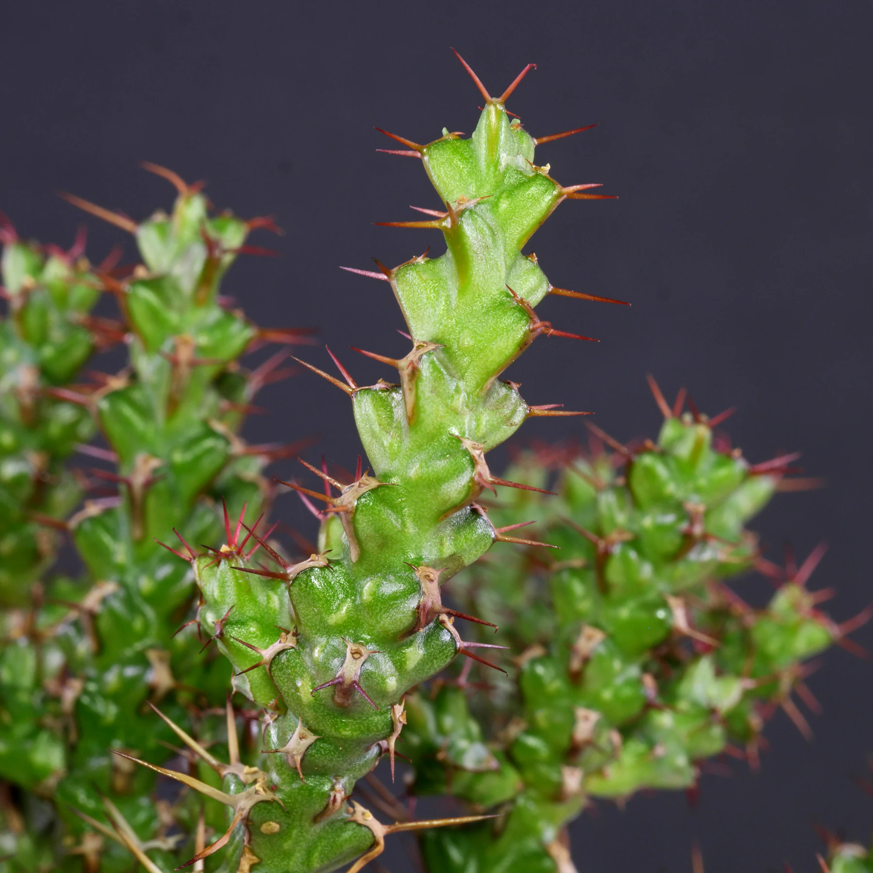 Euphorbia lenewtonii