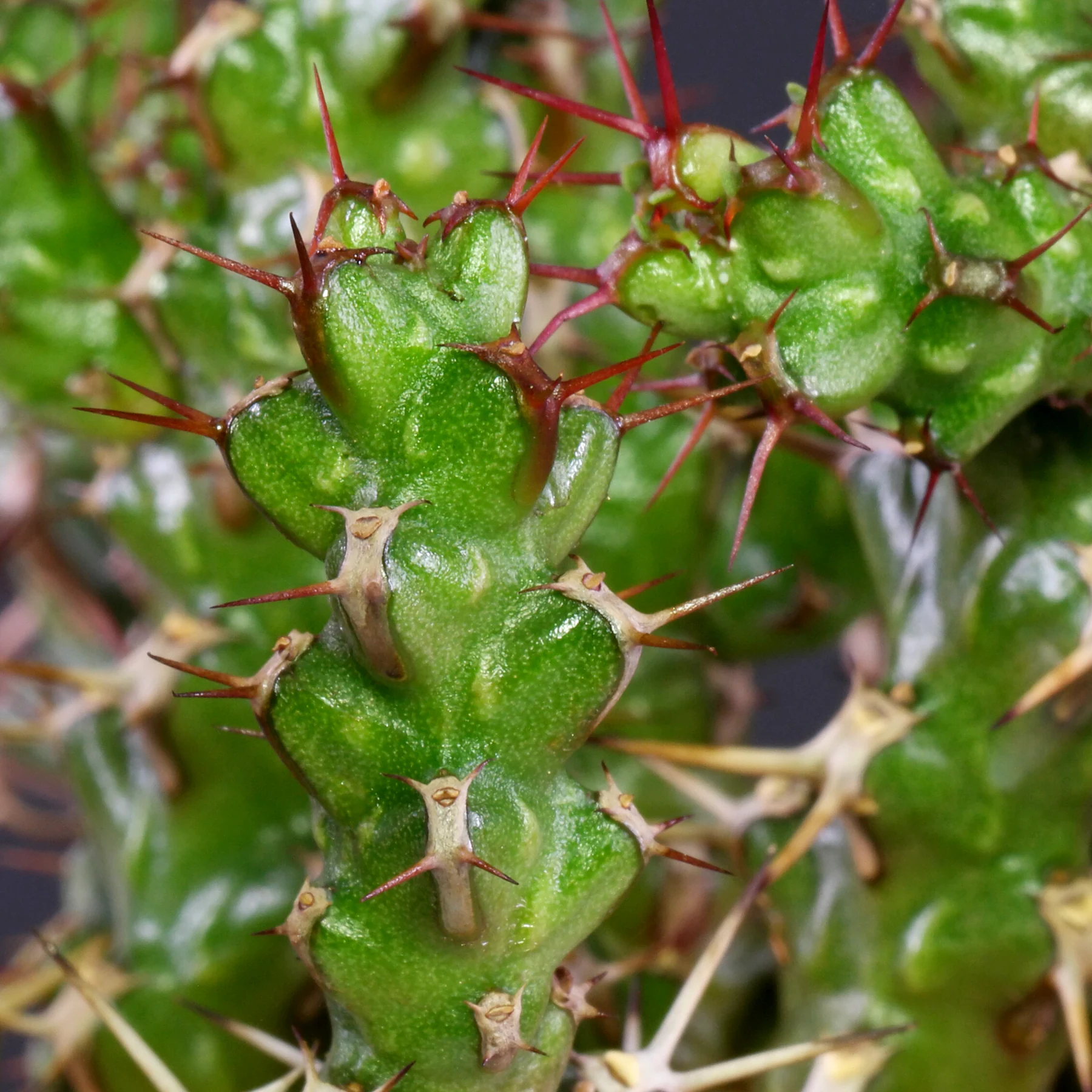 Euphorbia lenewtonii