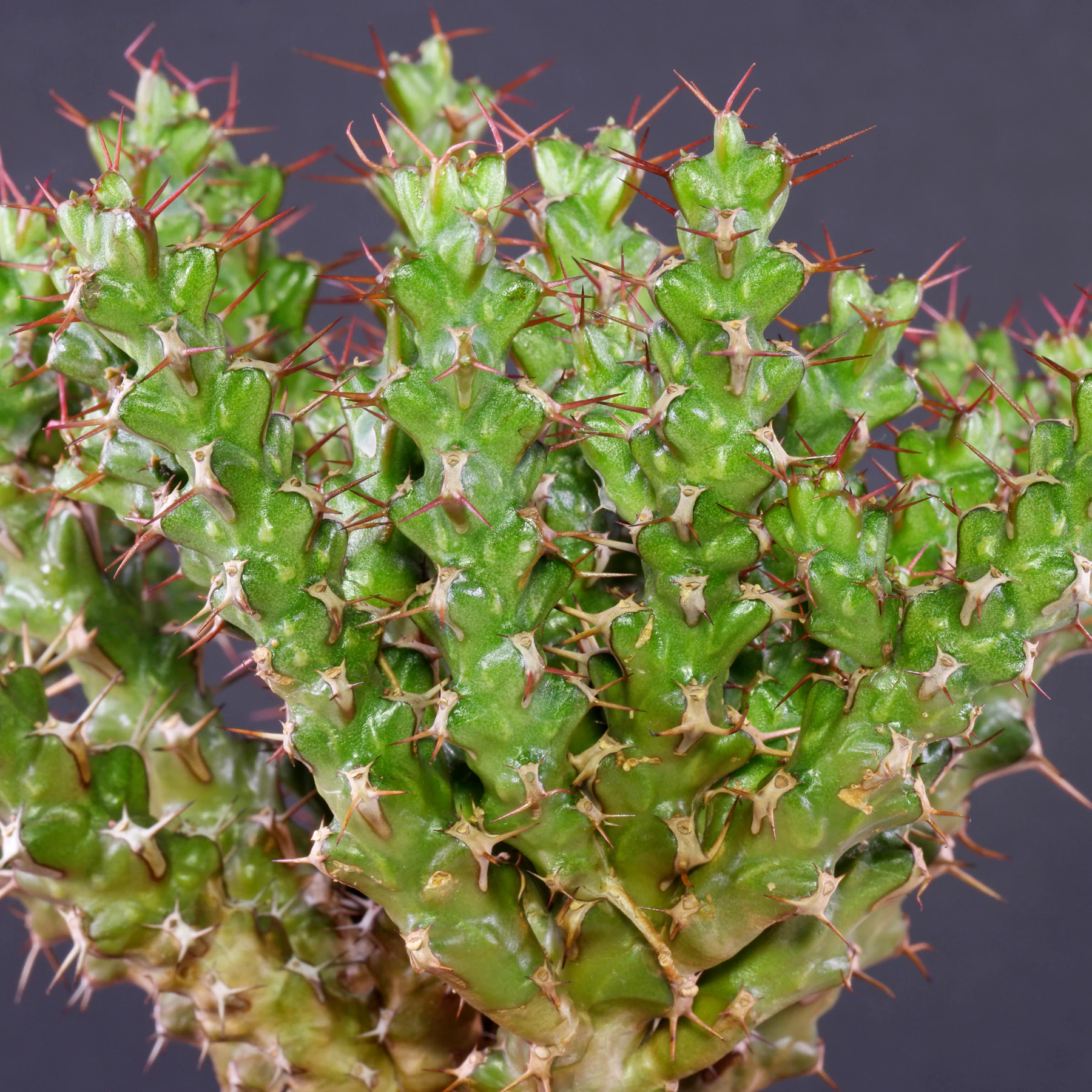 Euphorbia lenewtonii