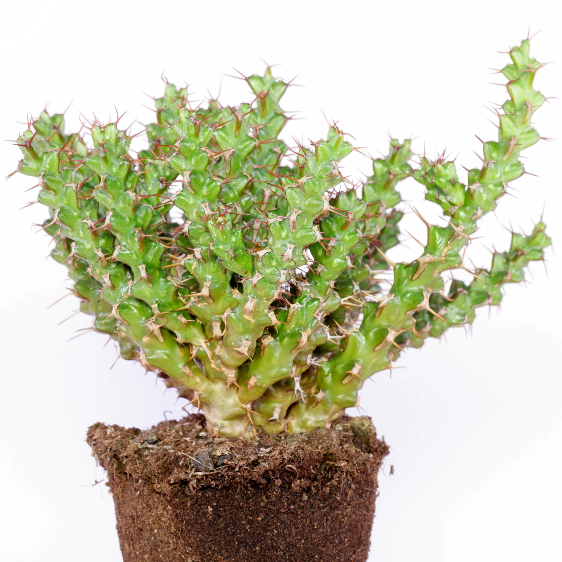 Euphorbia lenewtonii