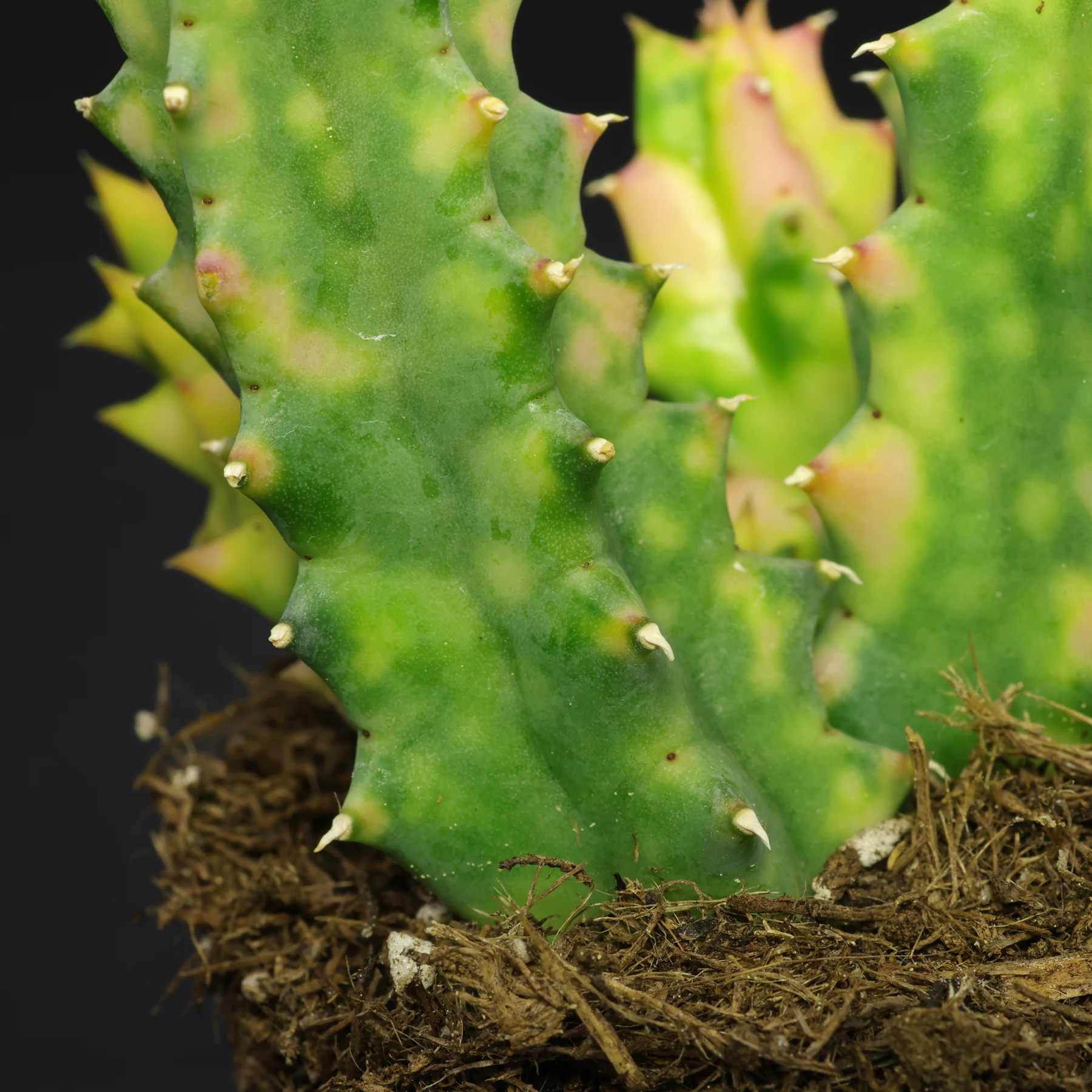 Huernia zebrina Variegata