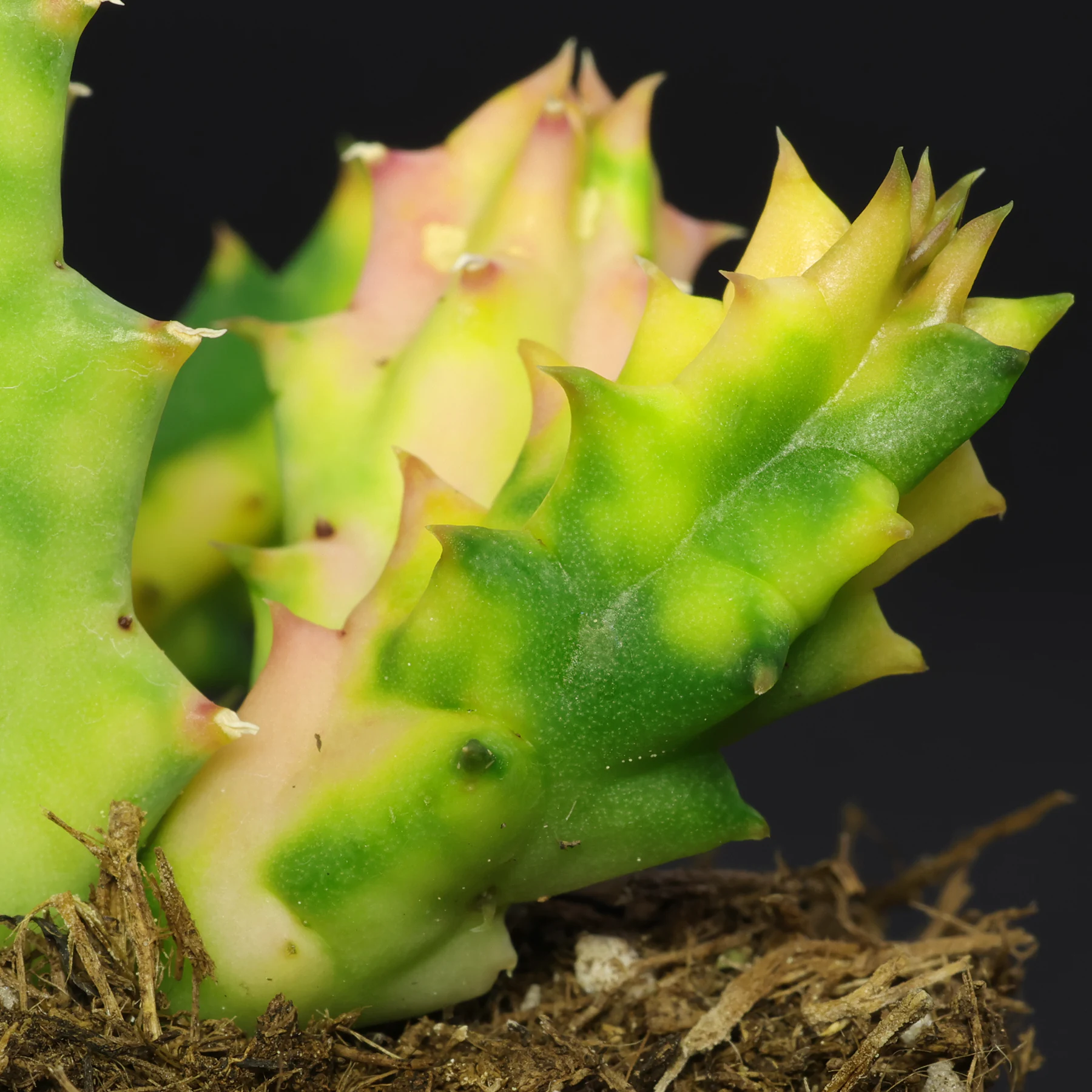 Huernia zebrina Variegata