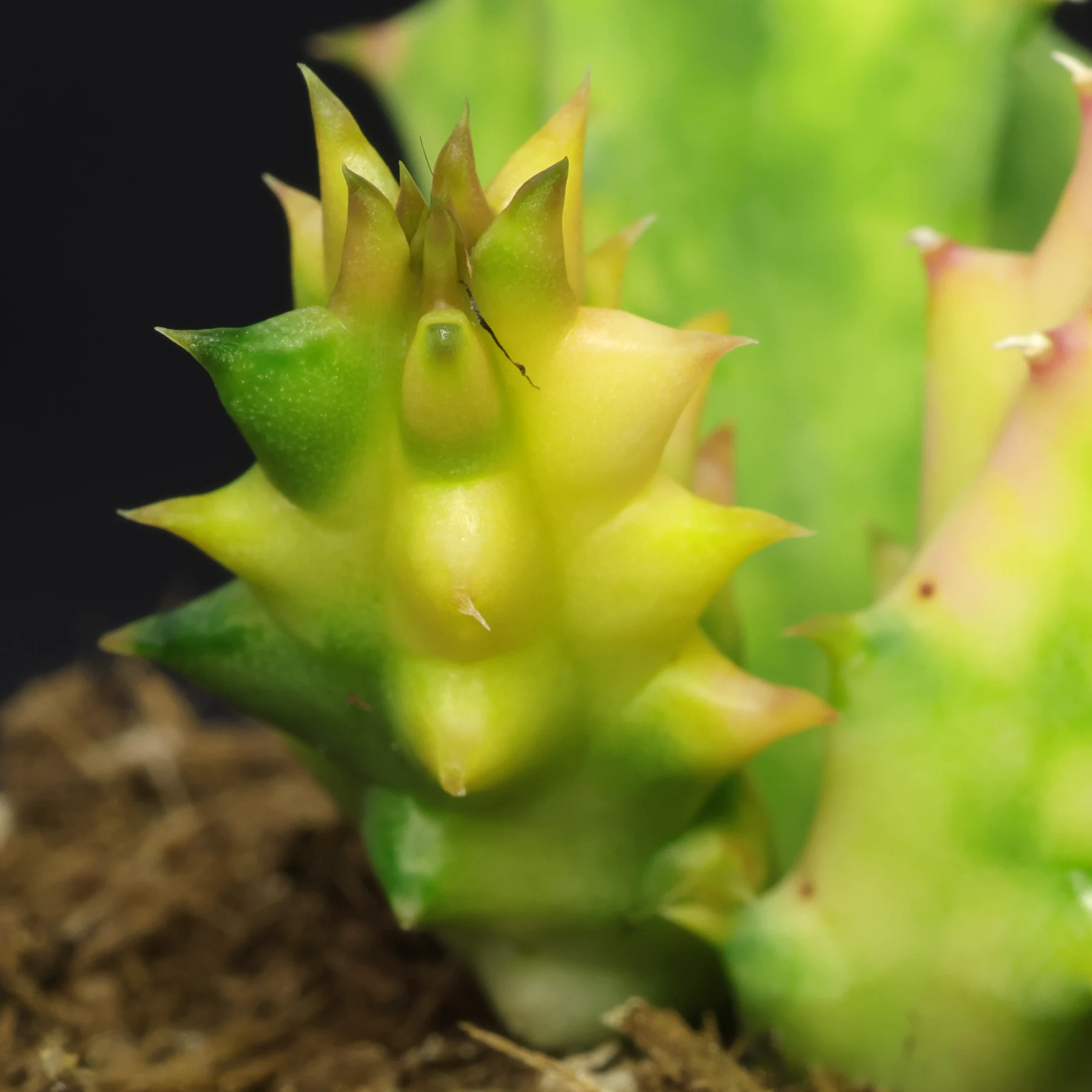 Huernia zebrina Variegata