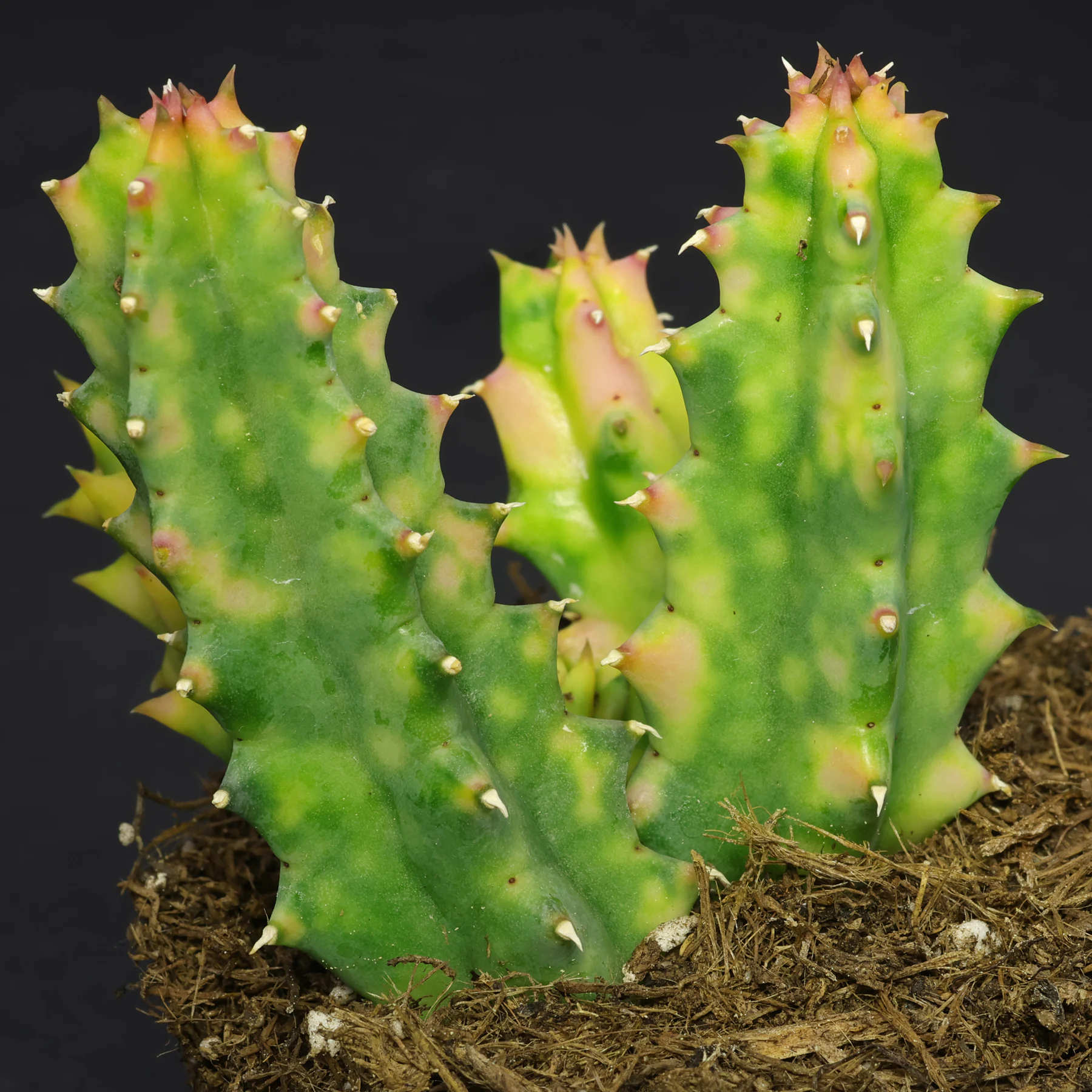 Huernia zebrina Variegata