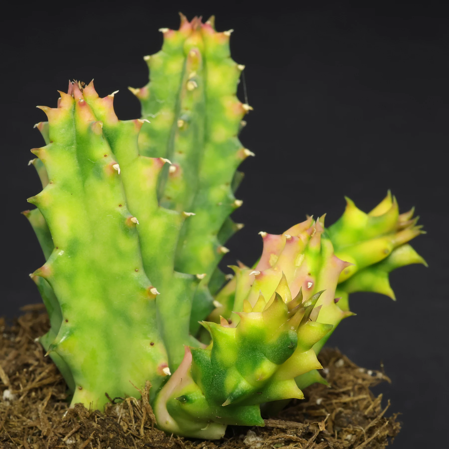 Huernia zebrina Variegata