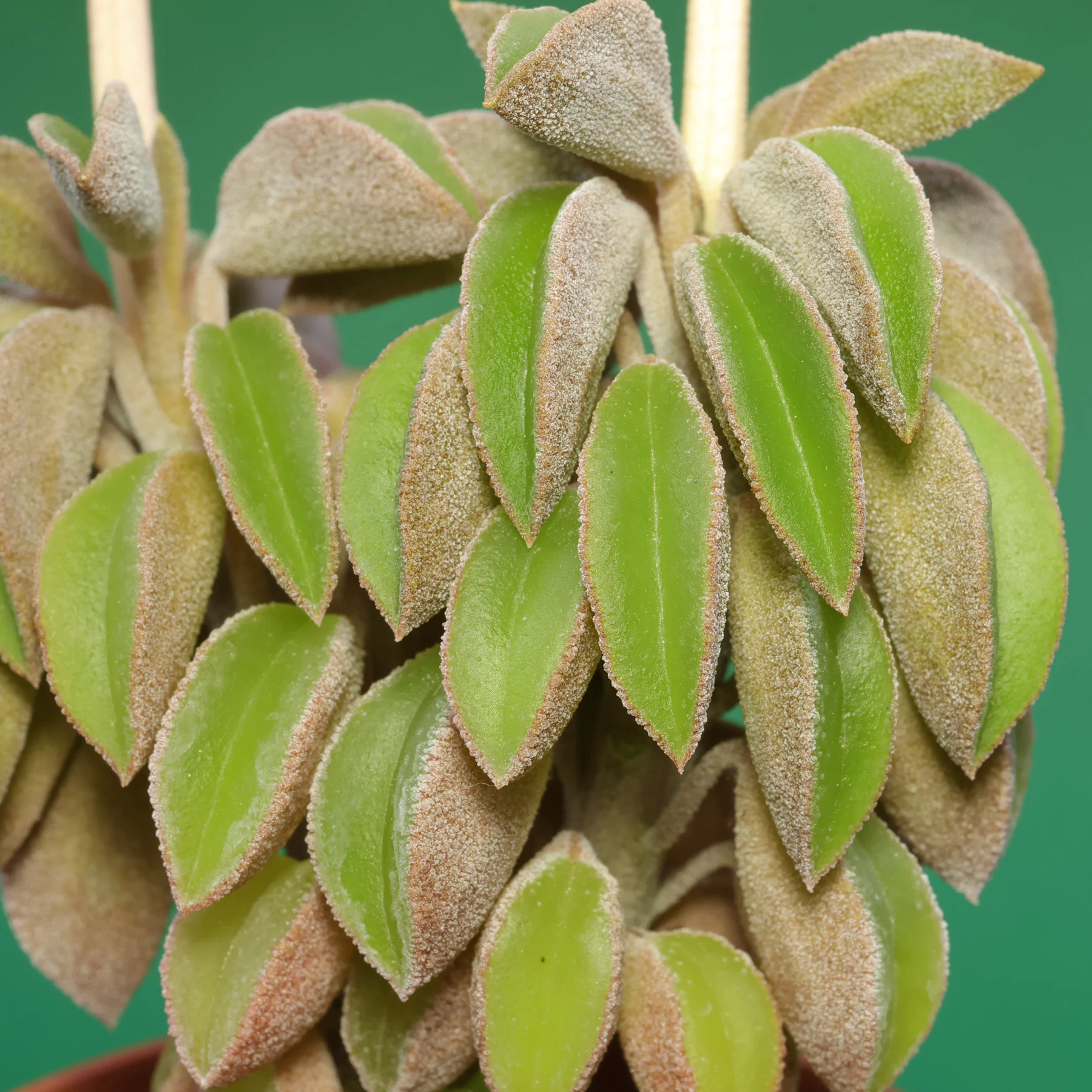 Peperomia wolfgang krahnii