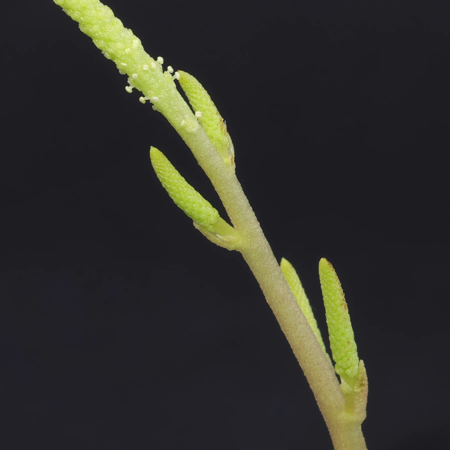 Peperomia wolfgang krahnii