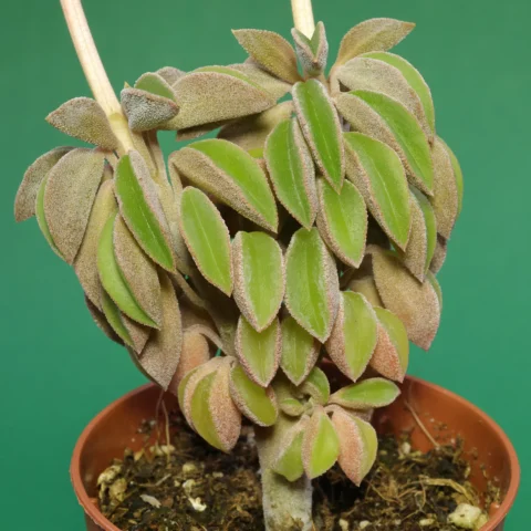 Peperomia wolfgang krahnii