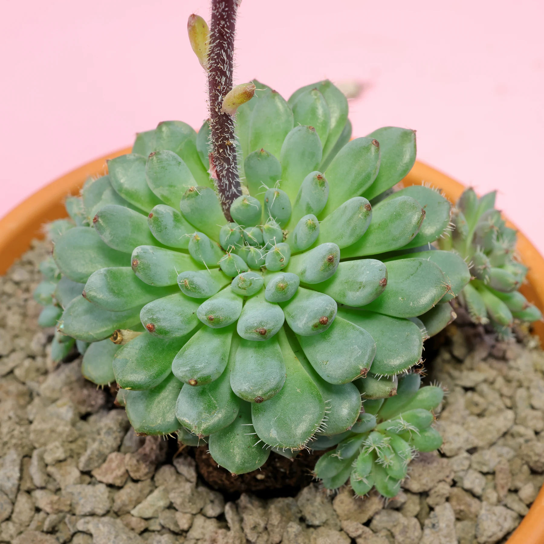 Echeveria setosa var. minor