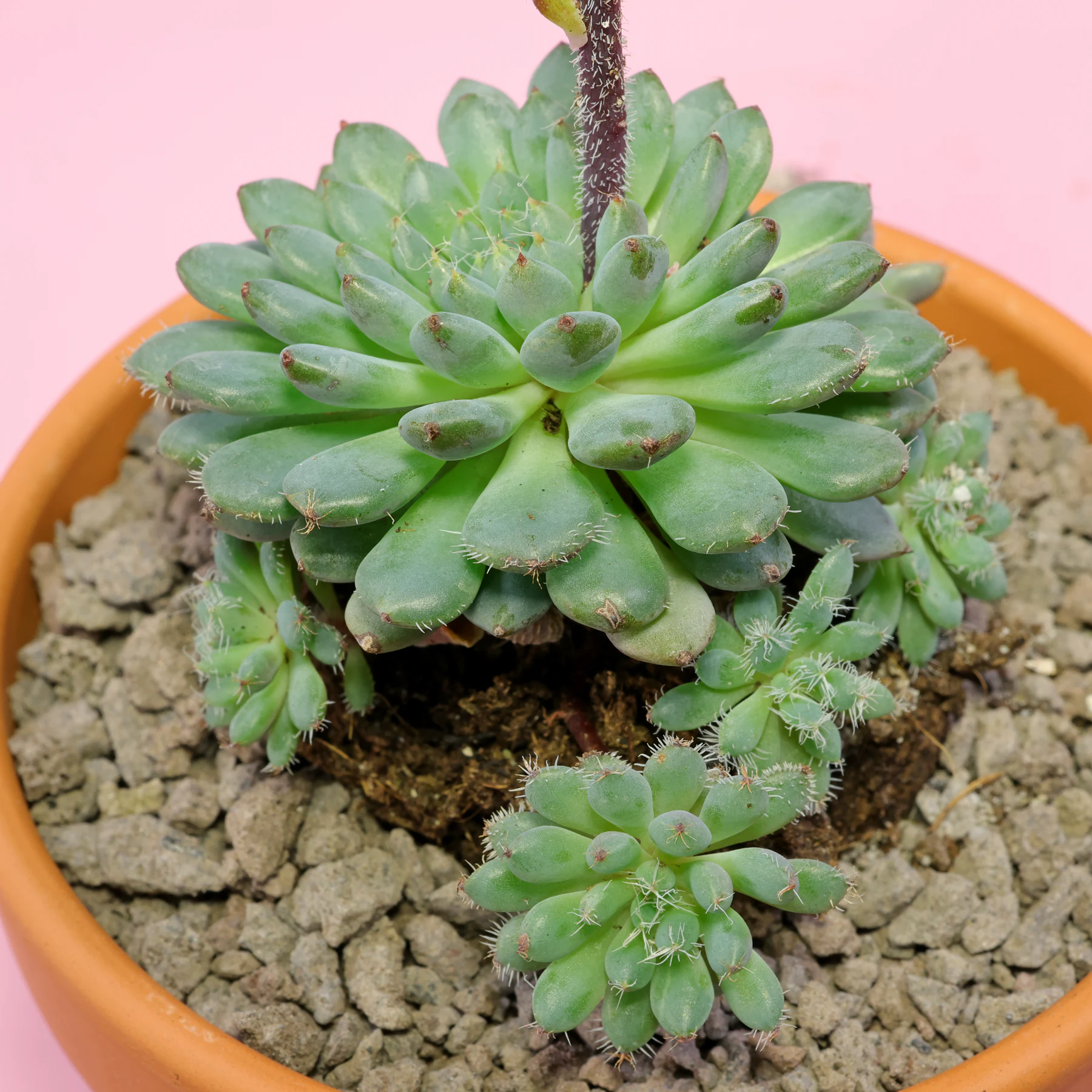 Echeveria setosa var. minor