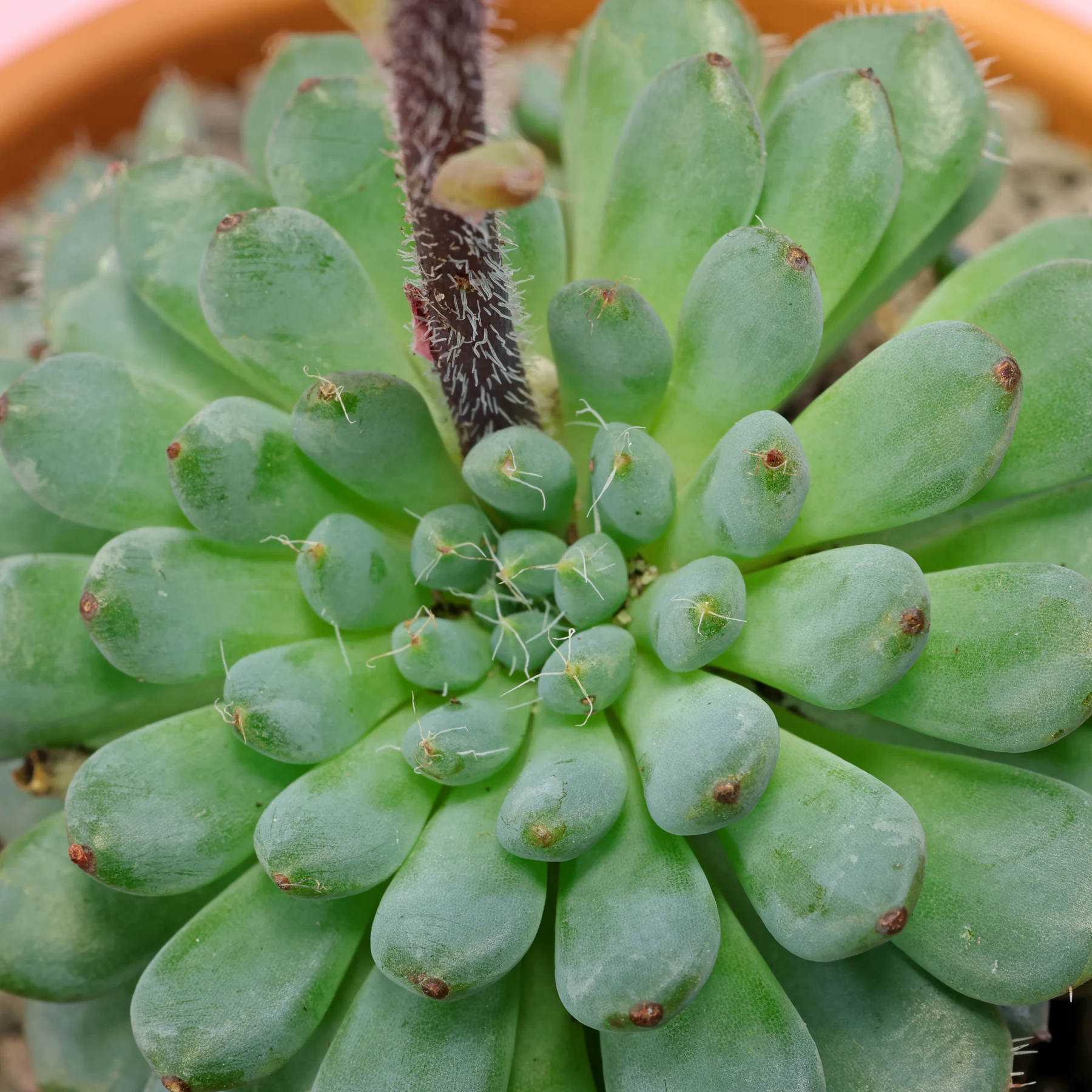 Echeveria setosa var. minor