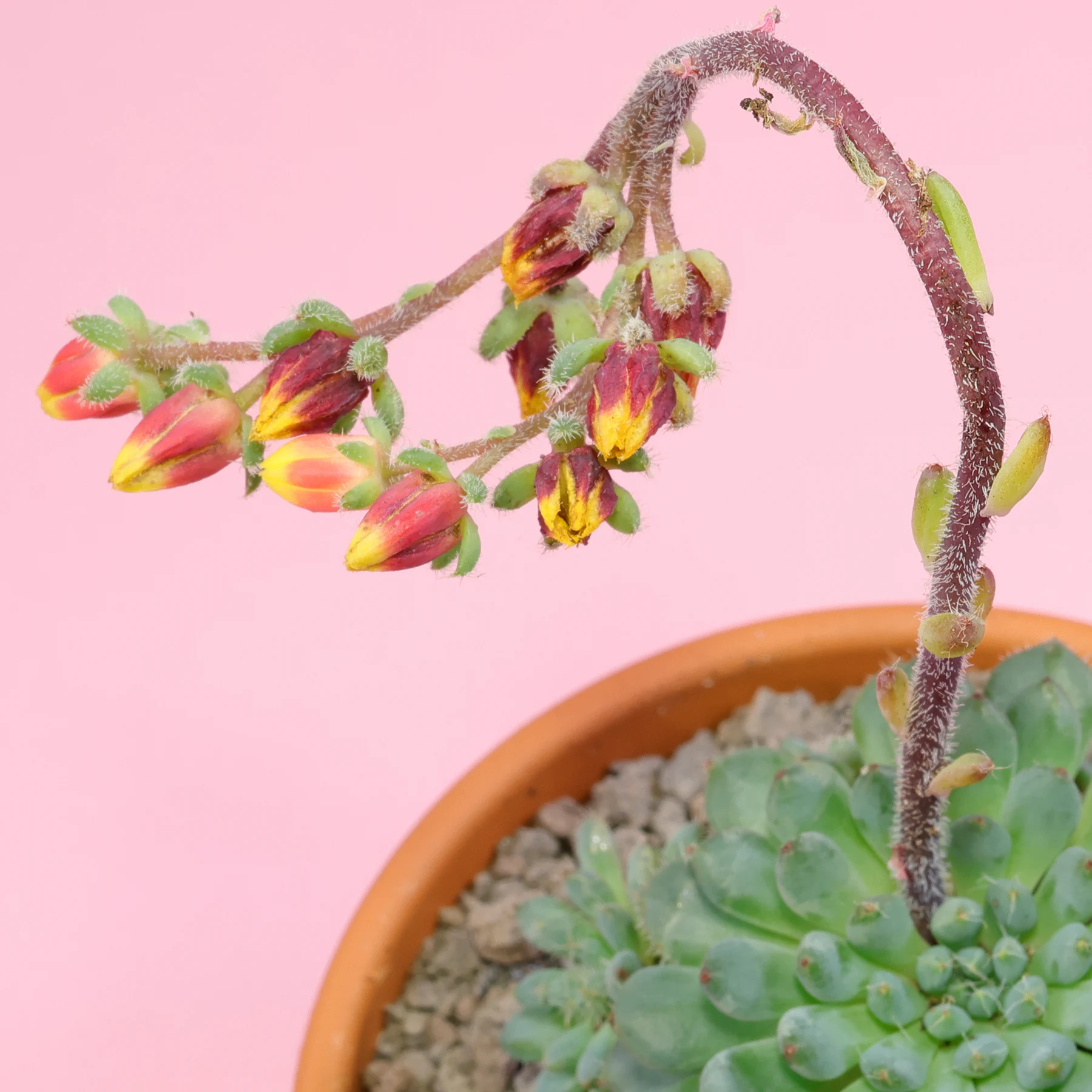 Echeveria setosa var. minor