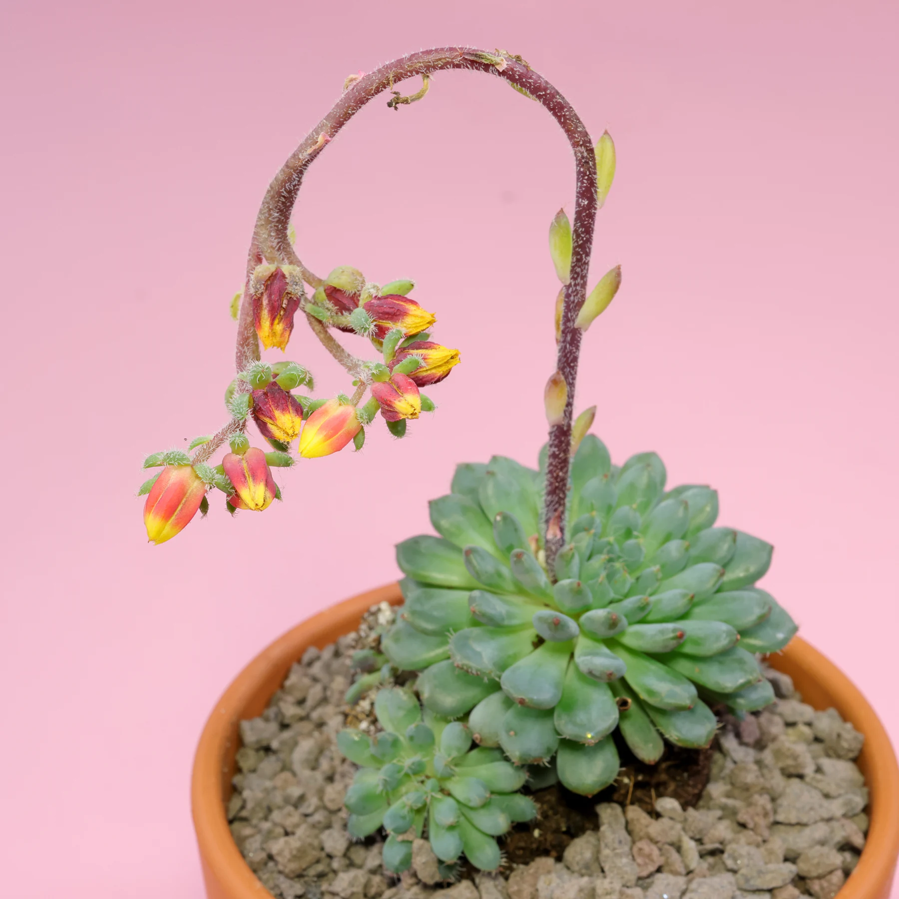 Echeveria setosa var. minor