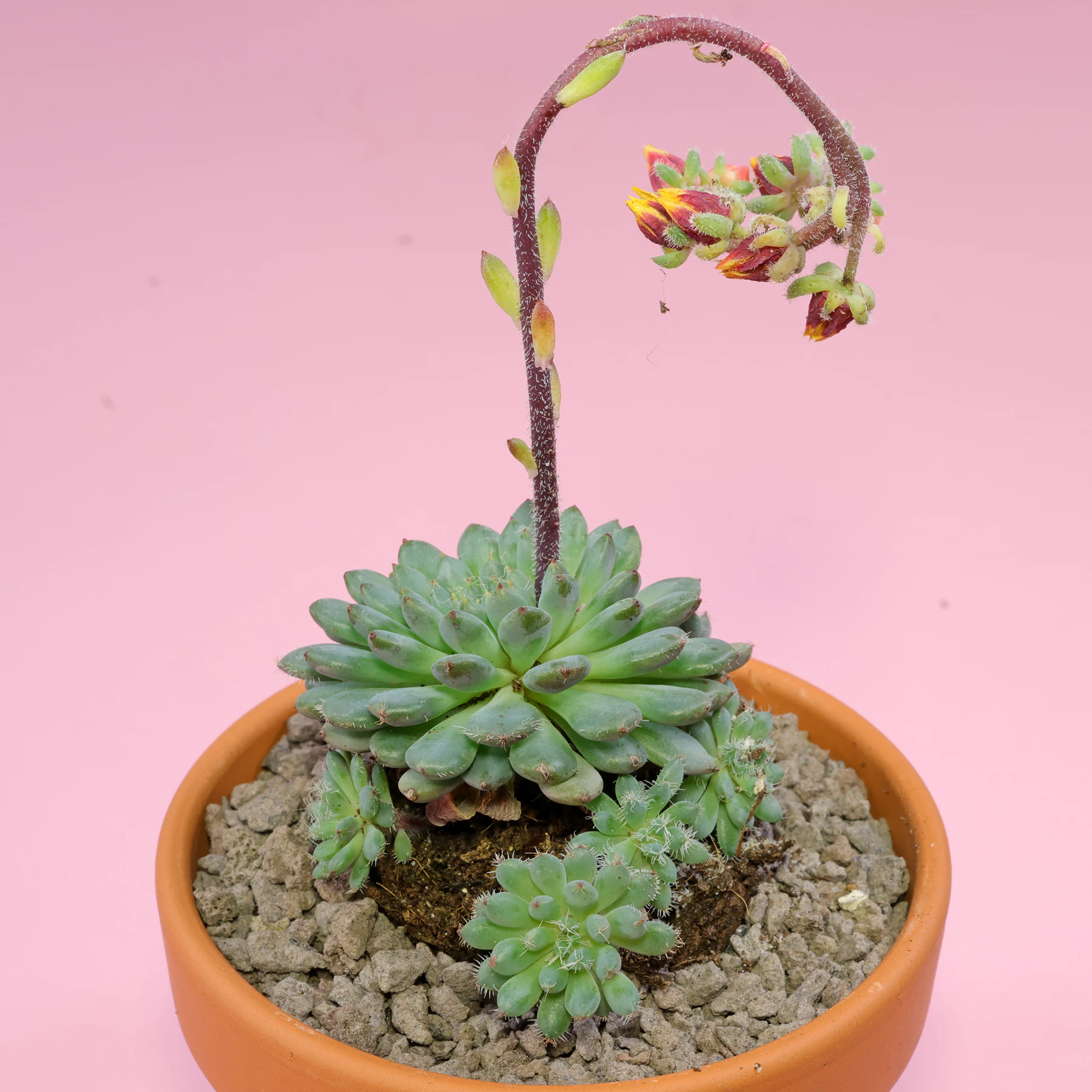 Echeveria setosa var. minor