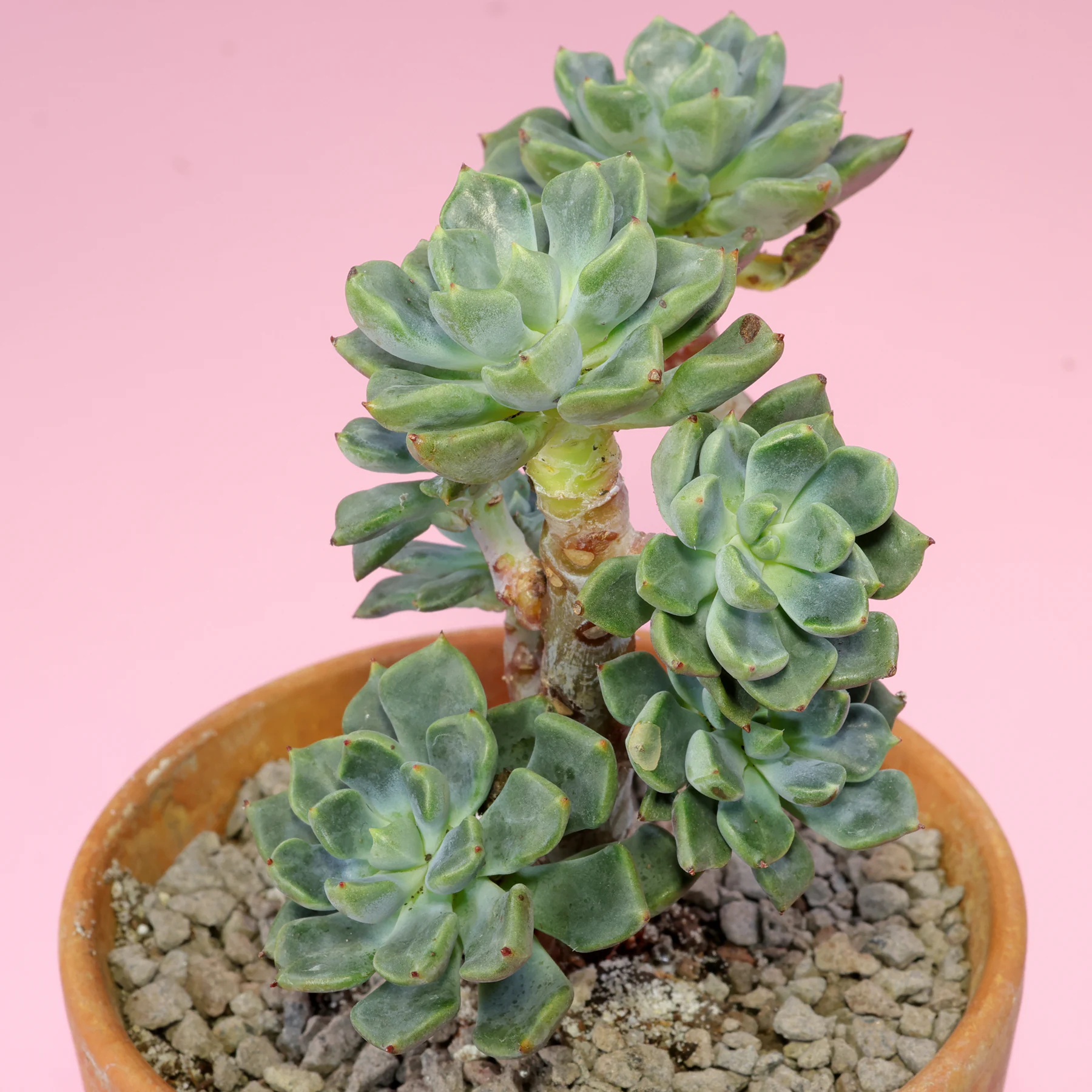 Echeveria setosa var. oteroi