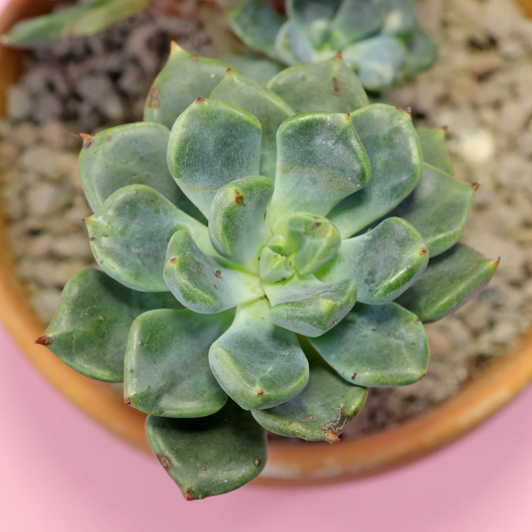 Echeveria setosa var. oteroi