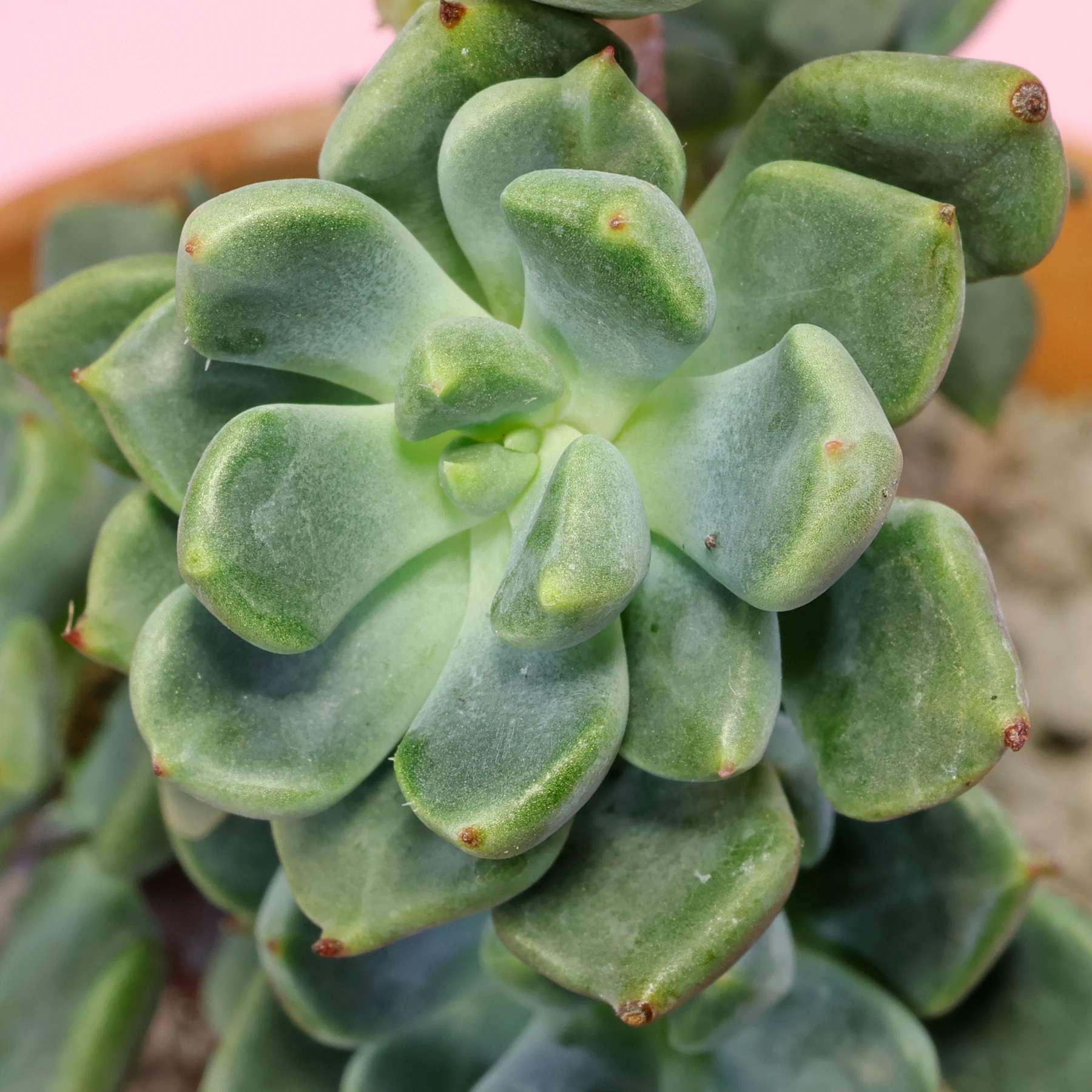 Echeveria setosa var. oteroi