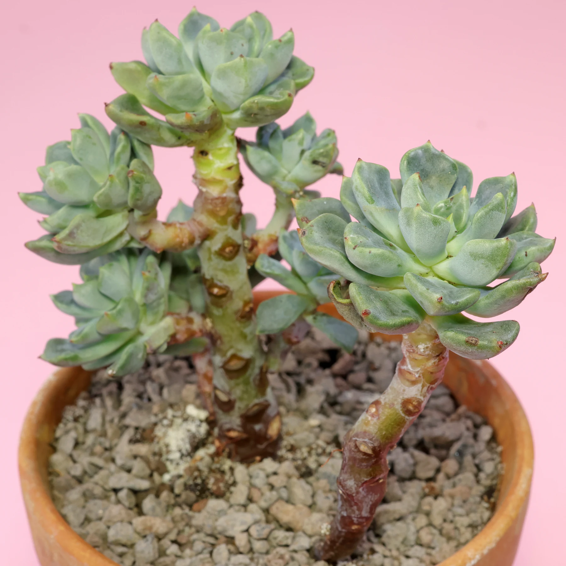 Echeveria setosa var. oteroi