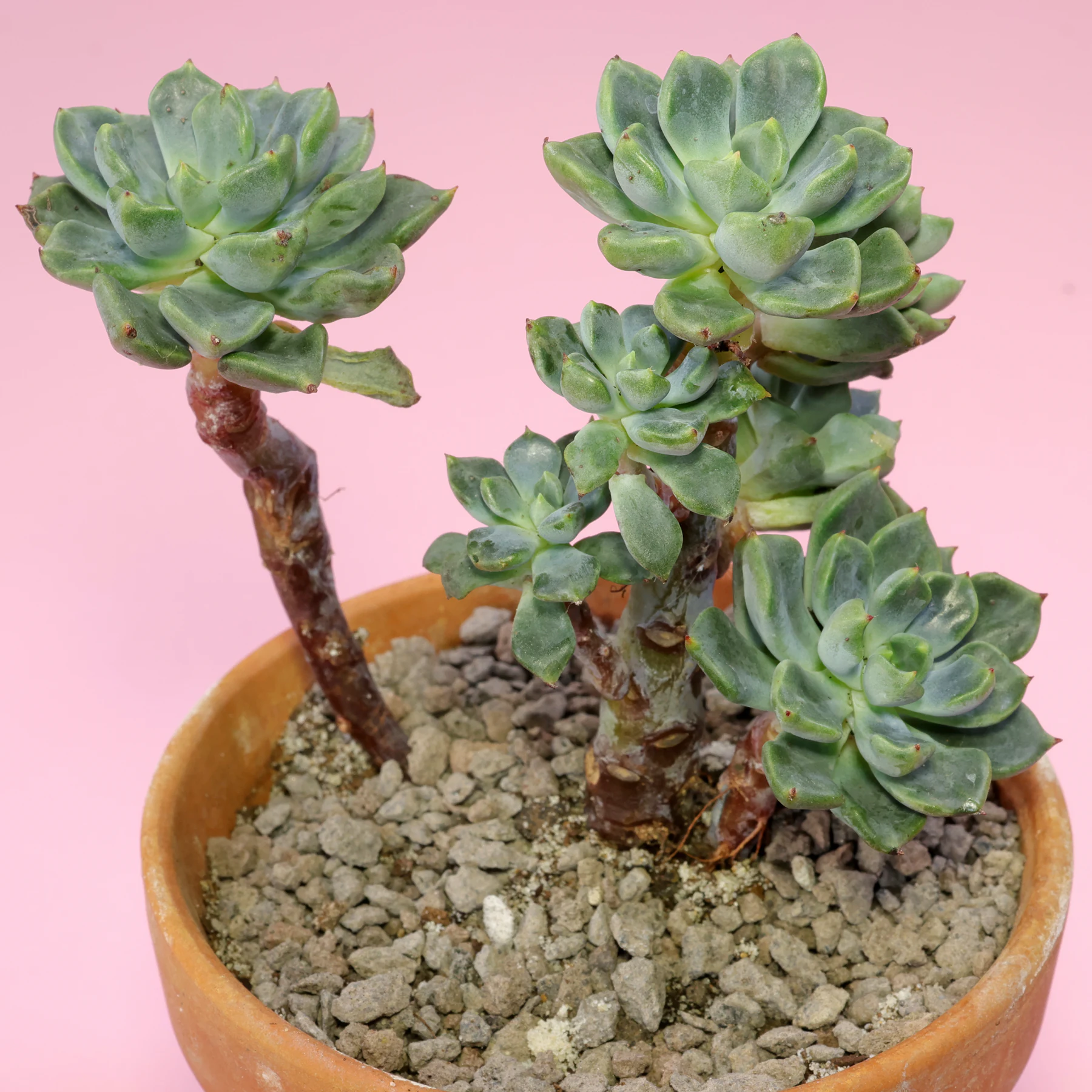 Echeveria setosa var. oteroi