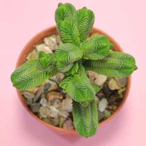 Crassula pyramidalis