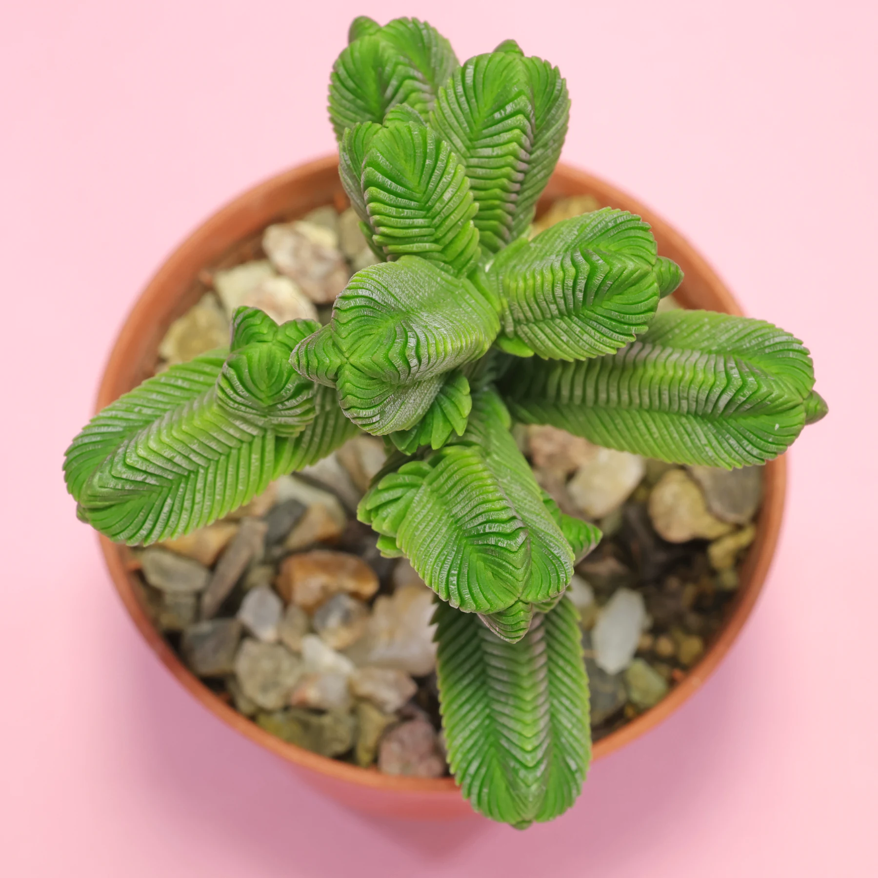 Crassula pyramidalis