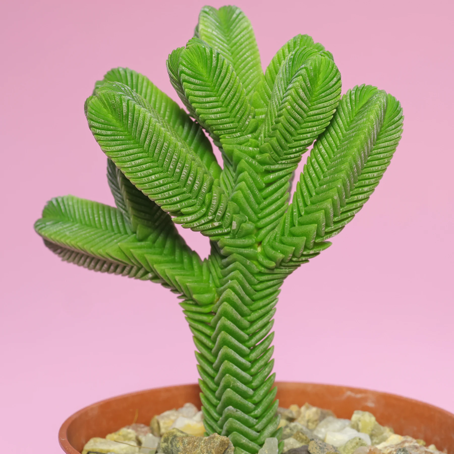 Crassula pyramidalis 2