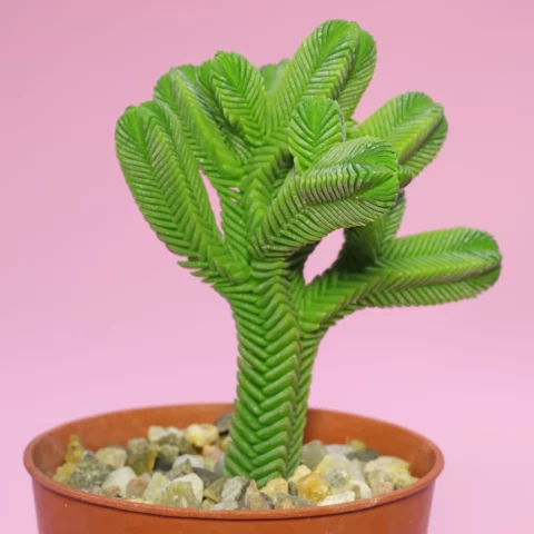 Crassula pyramidalis