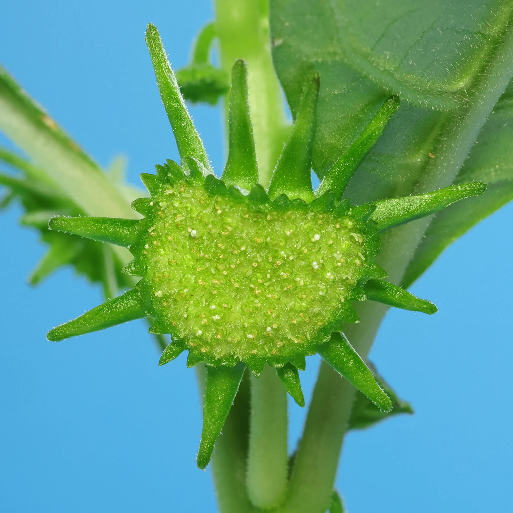 Dorstenia hildebrandtii 2